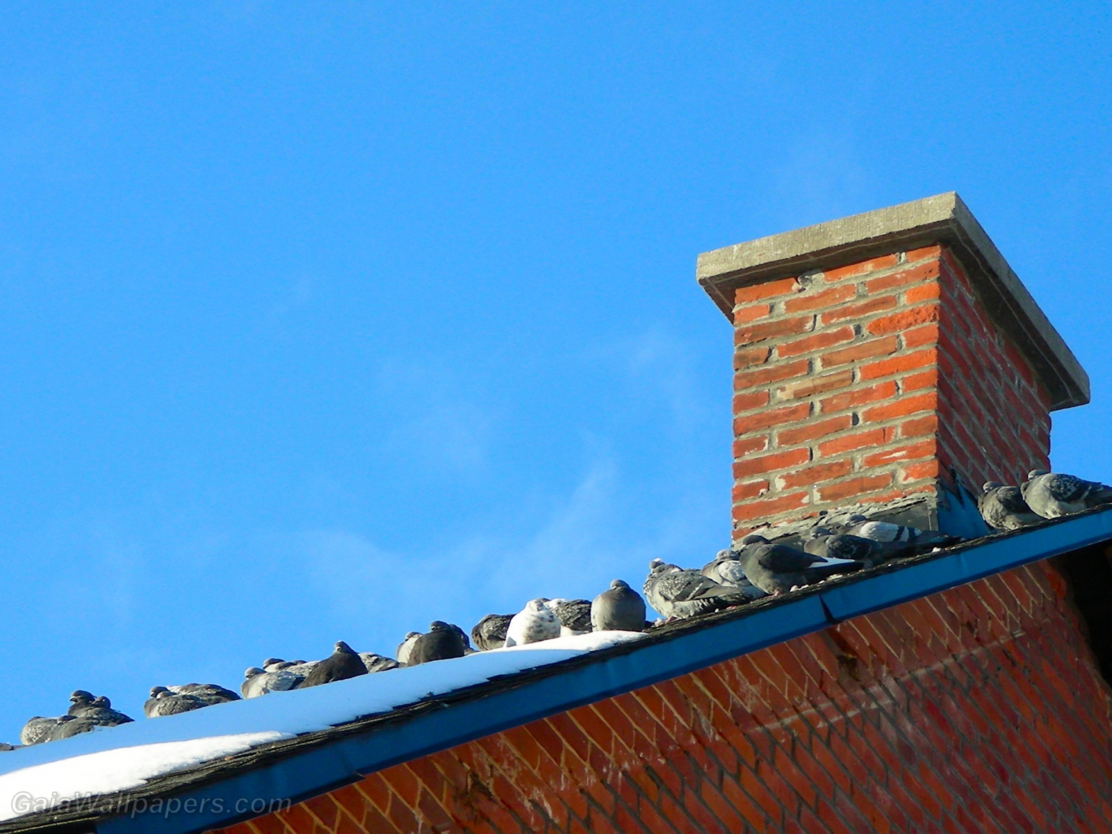 Pigeons warming on a roof in winter - Free desktop wallpapers