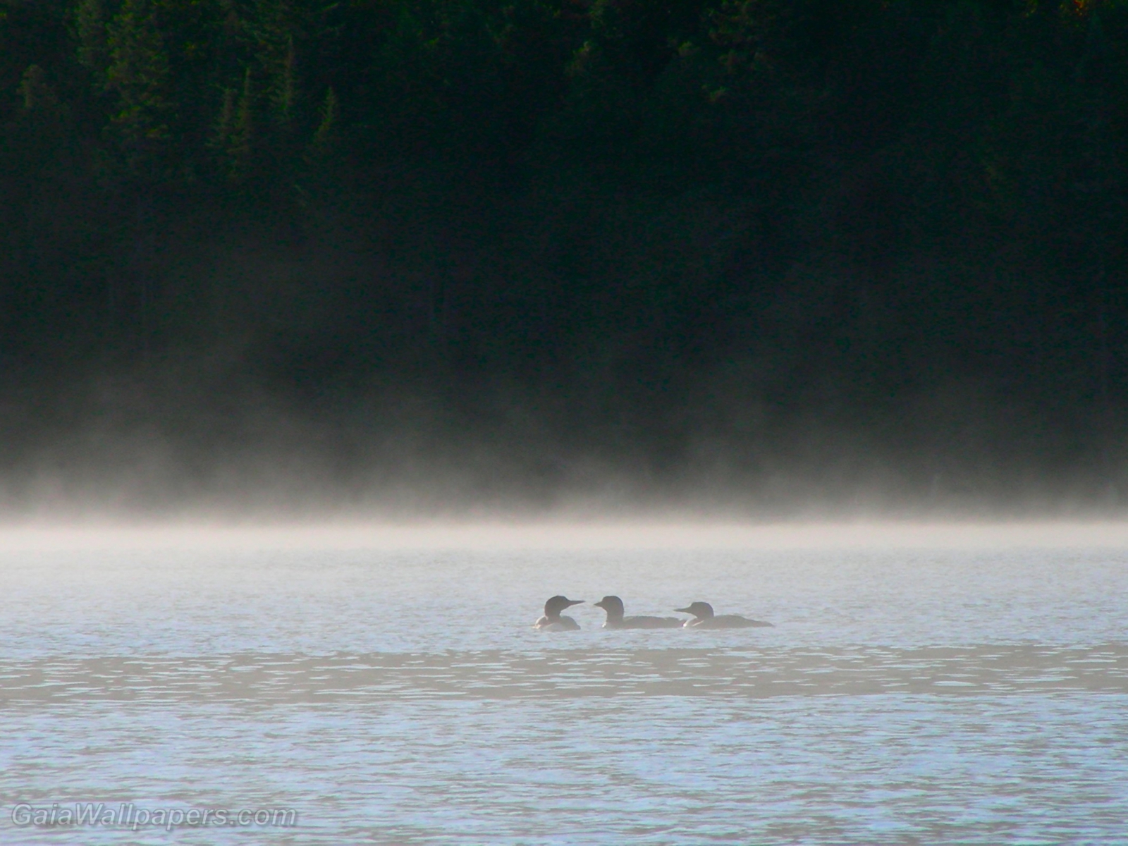 Common Loons on the misty lake at morning - Free desktop wallpapers
