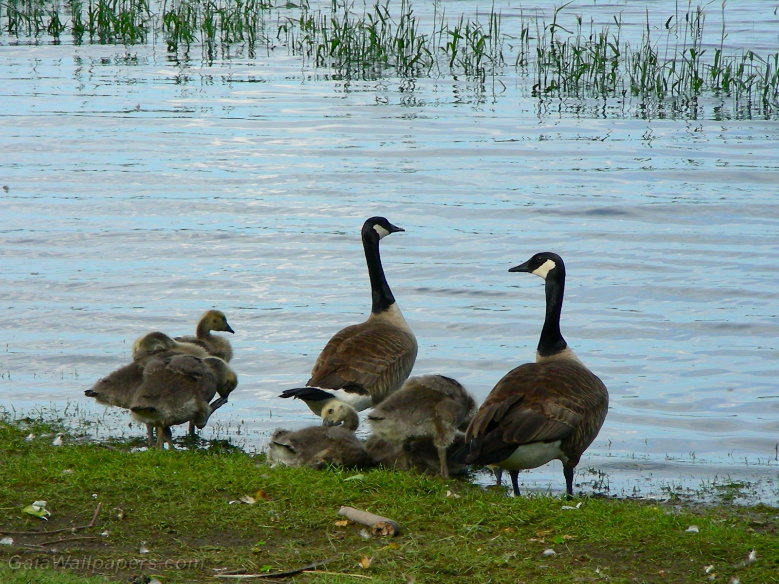 New familly of Canada Geese - Free desktop wallpapers