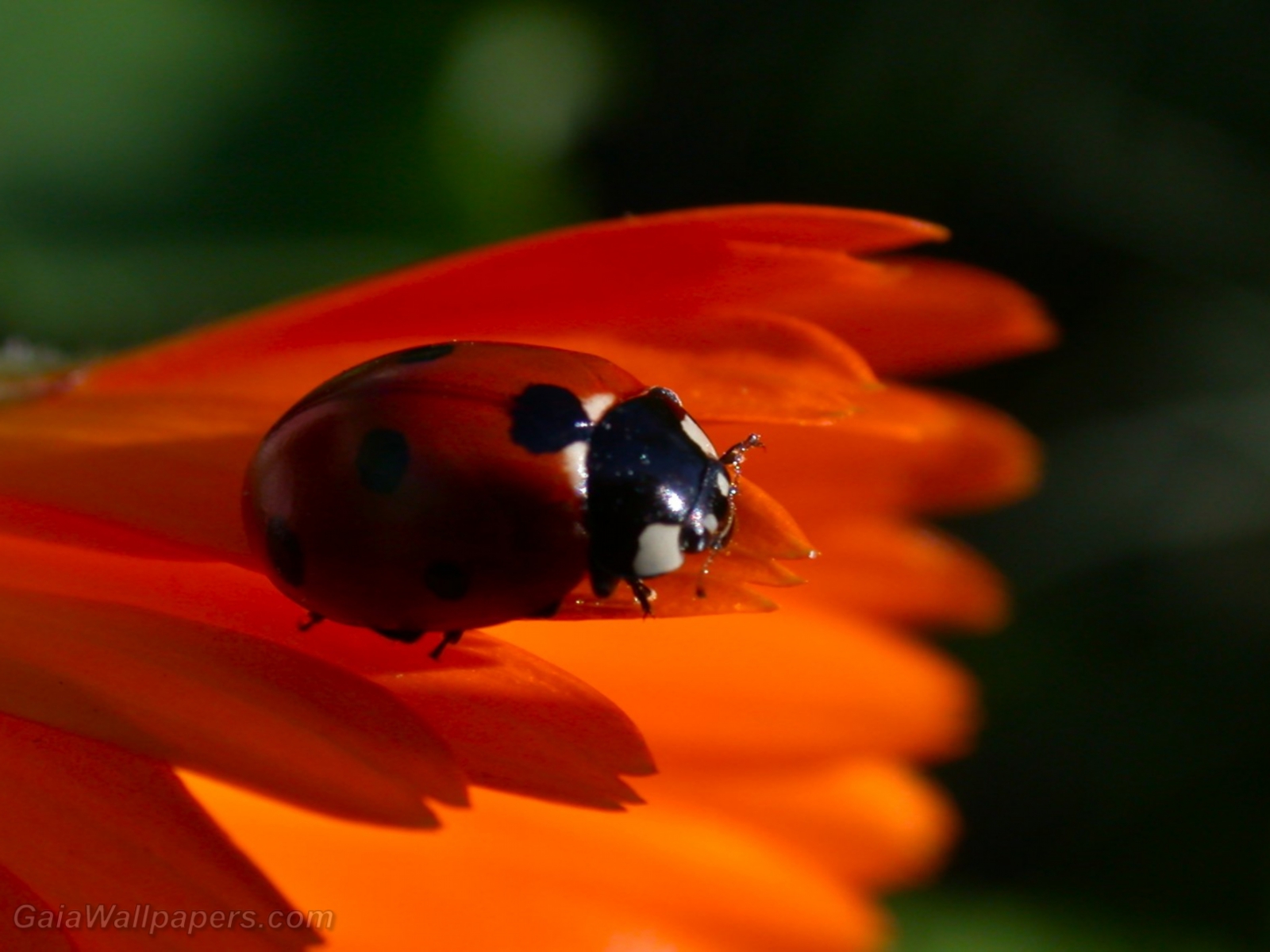 Ladybird on a zinnia - Free desktop wallpapers