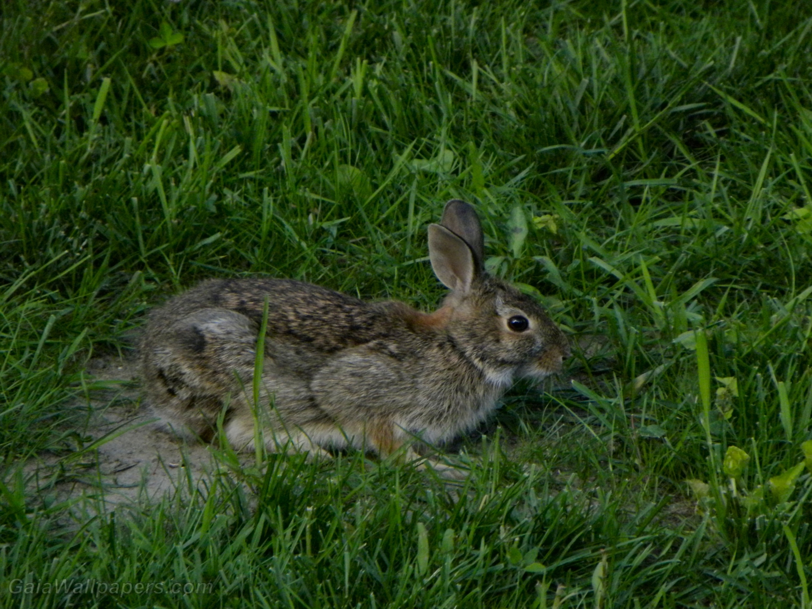 Rabbit in the lawn - Free desktop wallpapers