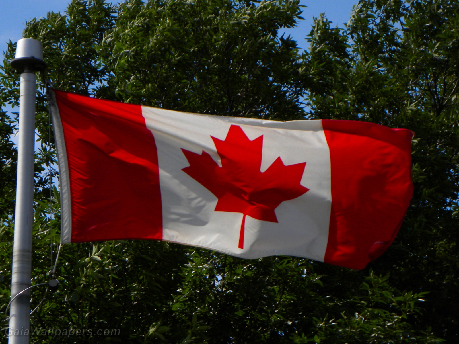 Flag of Canada - Free desktop wallpapers