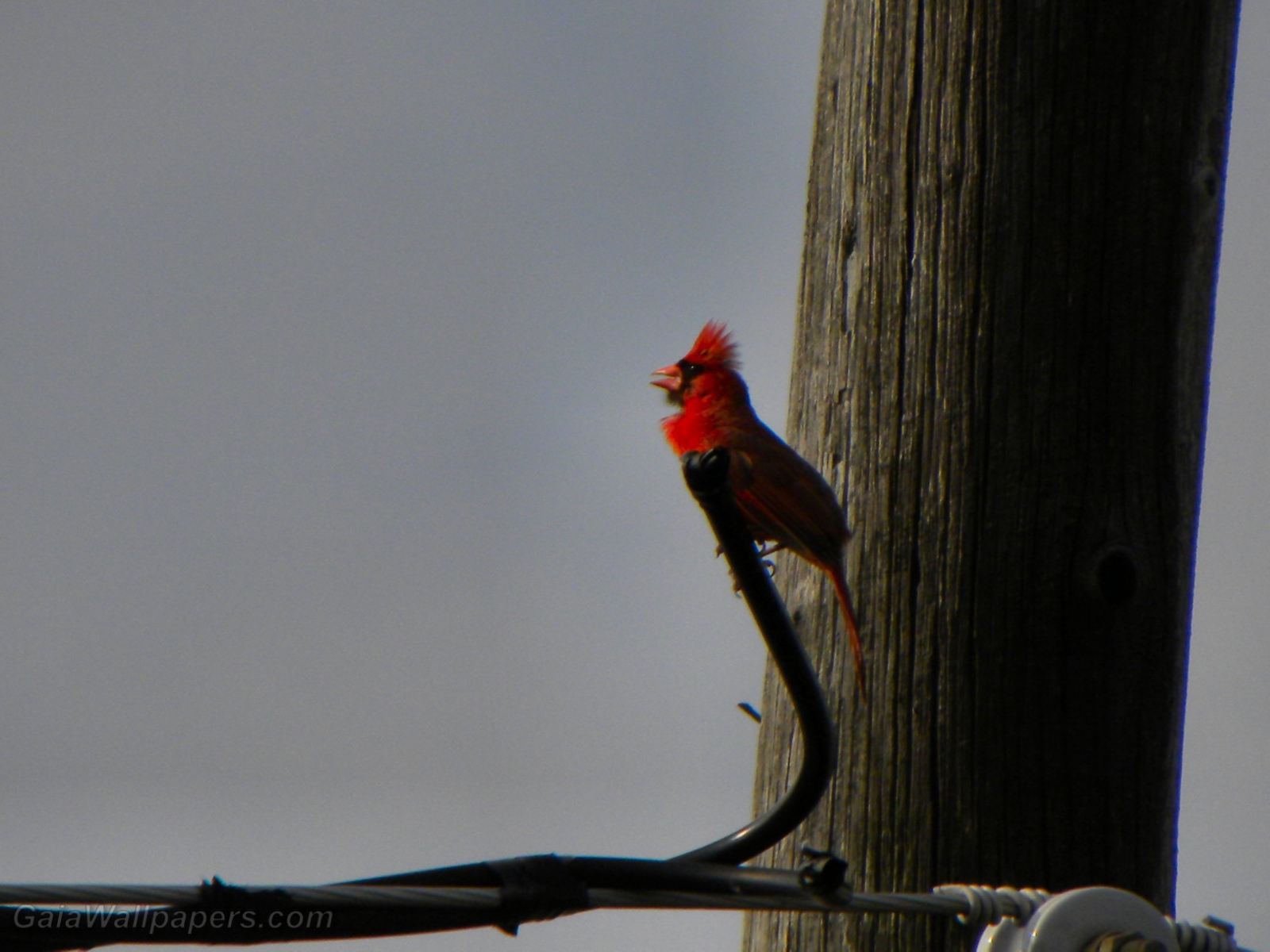 Cardinal rouge chantant - Fonds d'écran gratuits