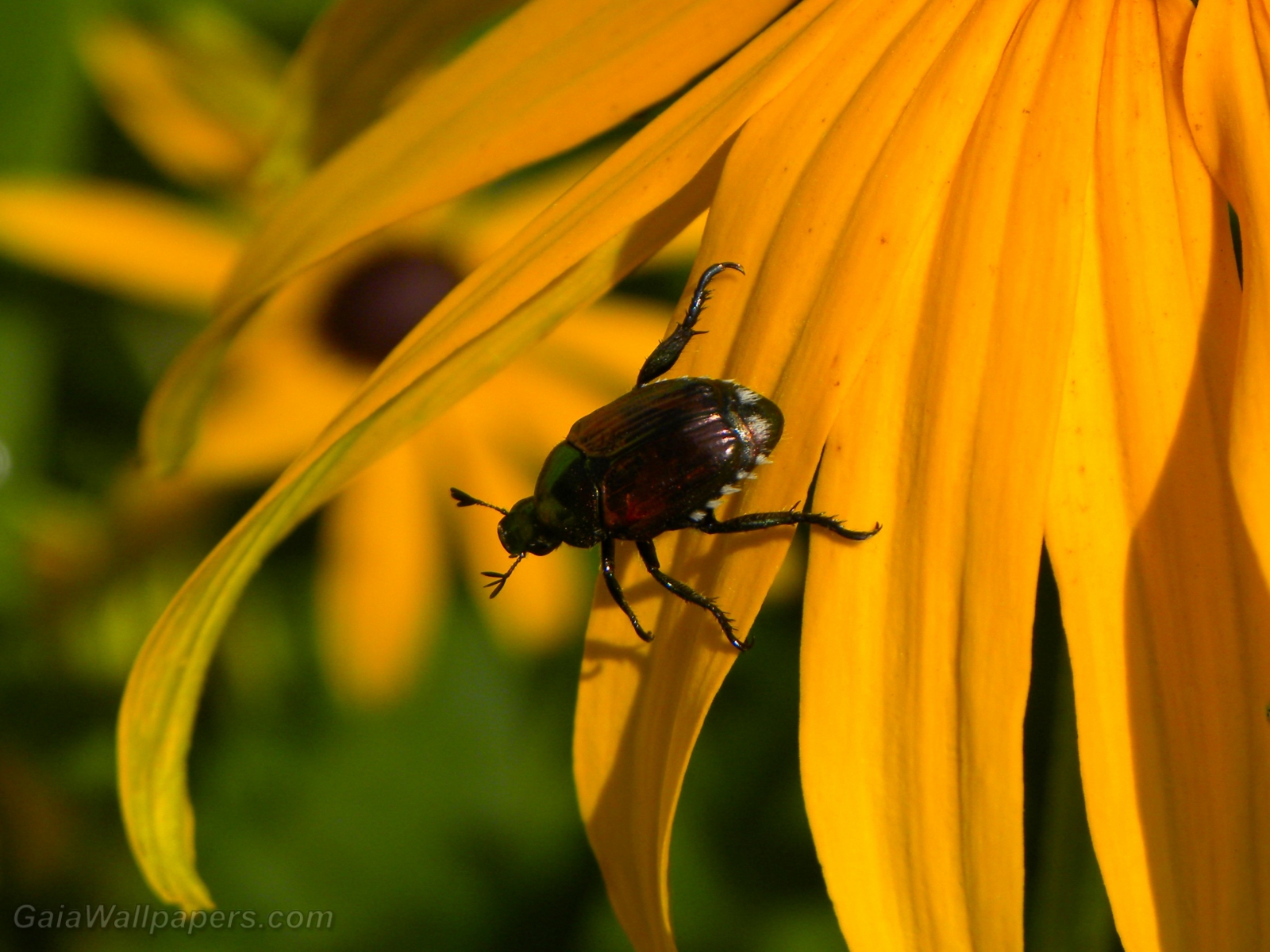 Small insect climbing a Rudbeckia - Free desktop wallpapers