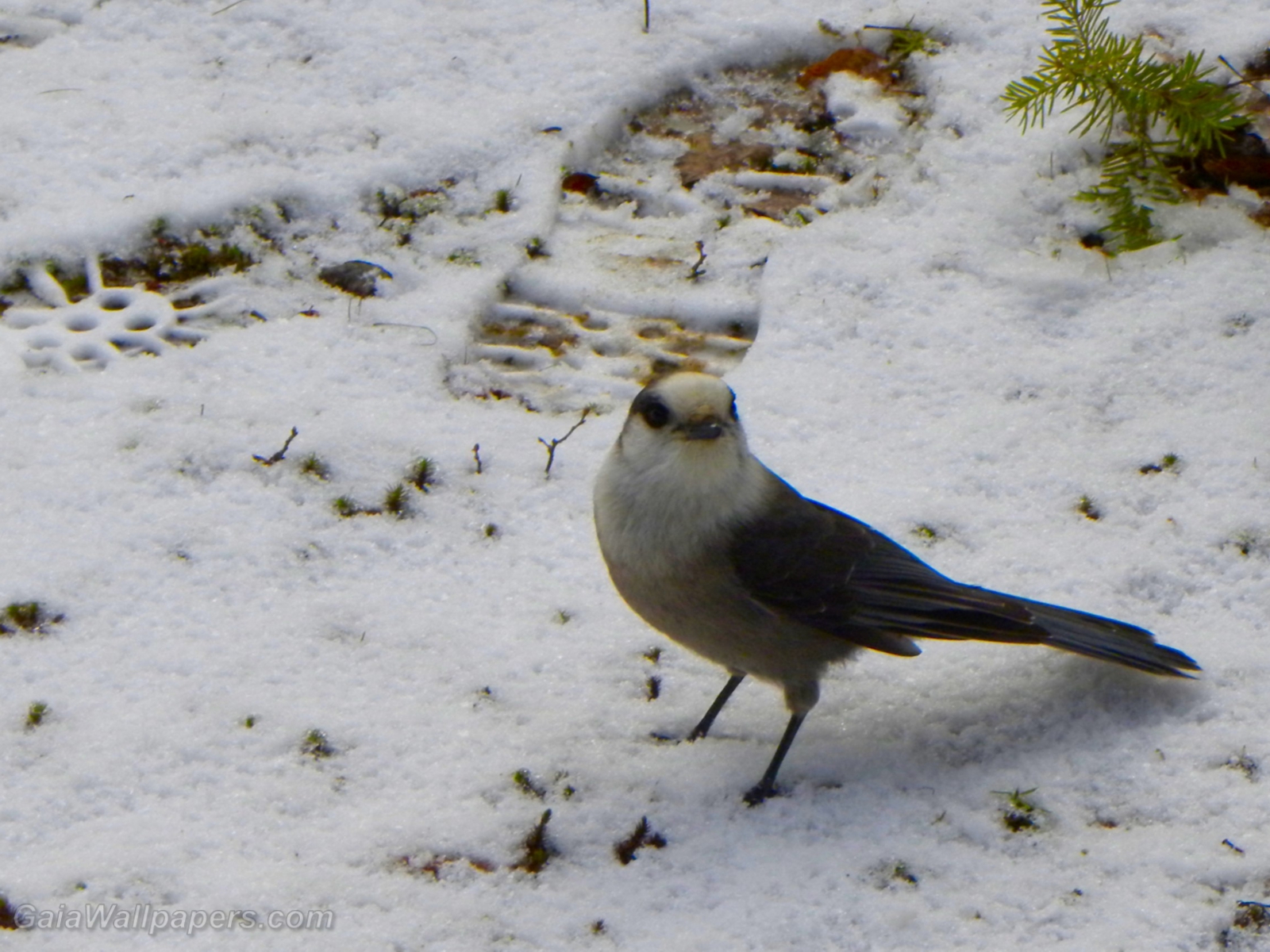 Gray Jay on the snow - Free desktop wallpapers