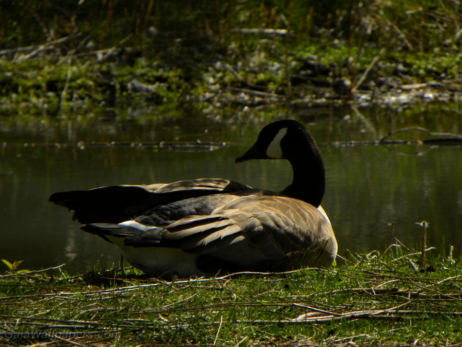 Canada Goose resting near a pond - Free desktop wallpapers