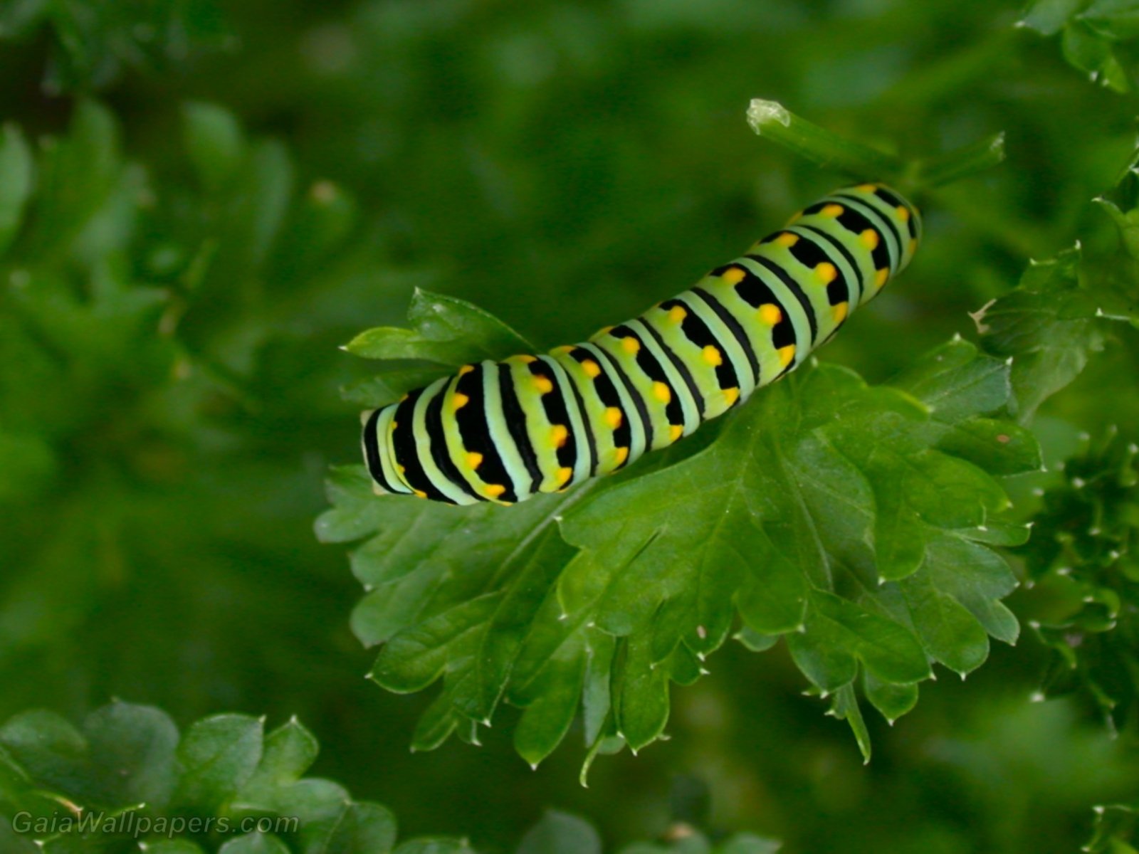 Caterpillar on a parsley leaf - Free desktop wallpapers