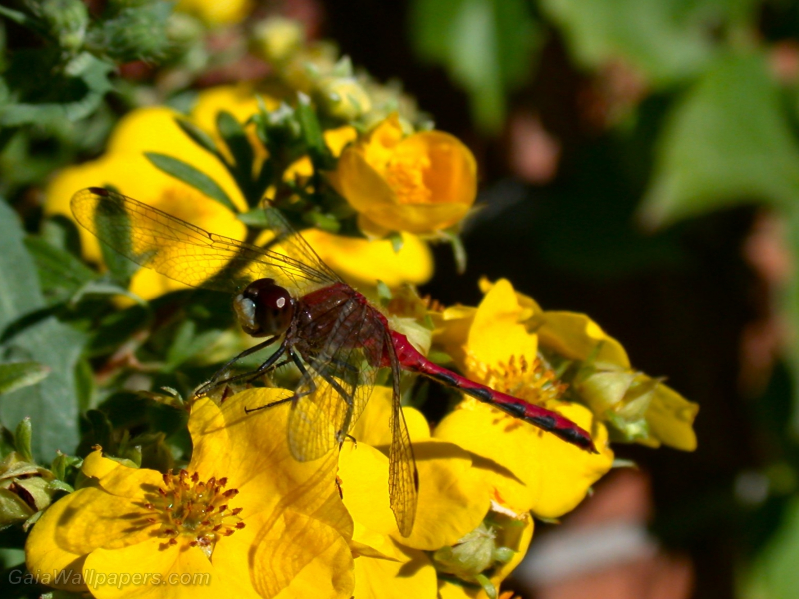 Dragonfly on a yellow flower - Free desktop wallpapers