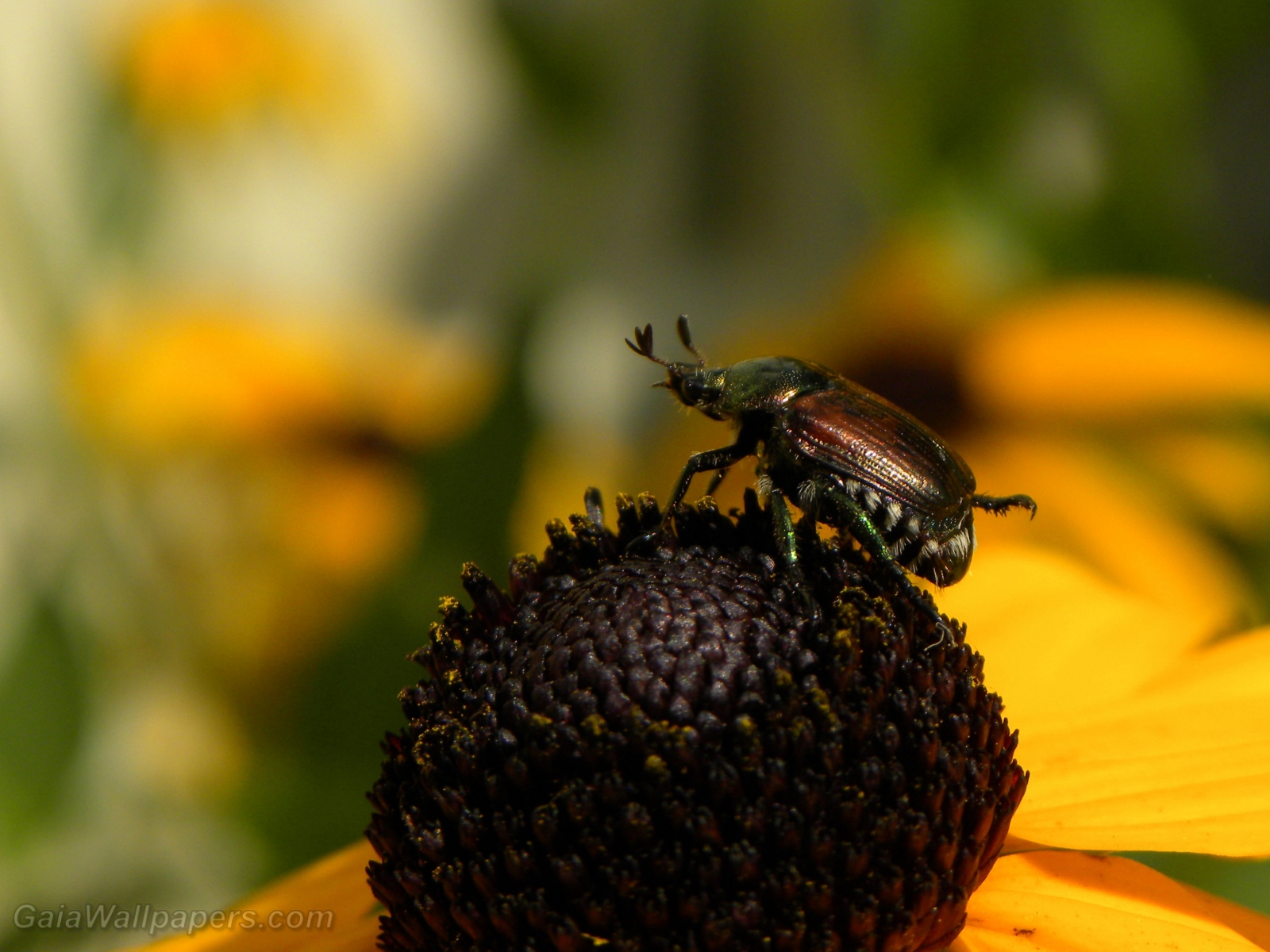 Insect on top a flower - Free desktop wallpapers