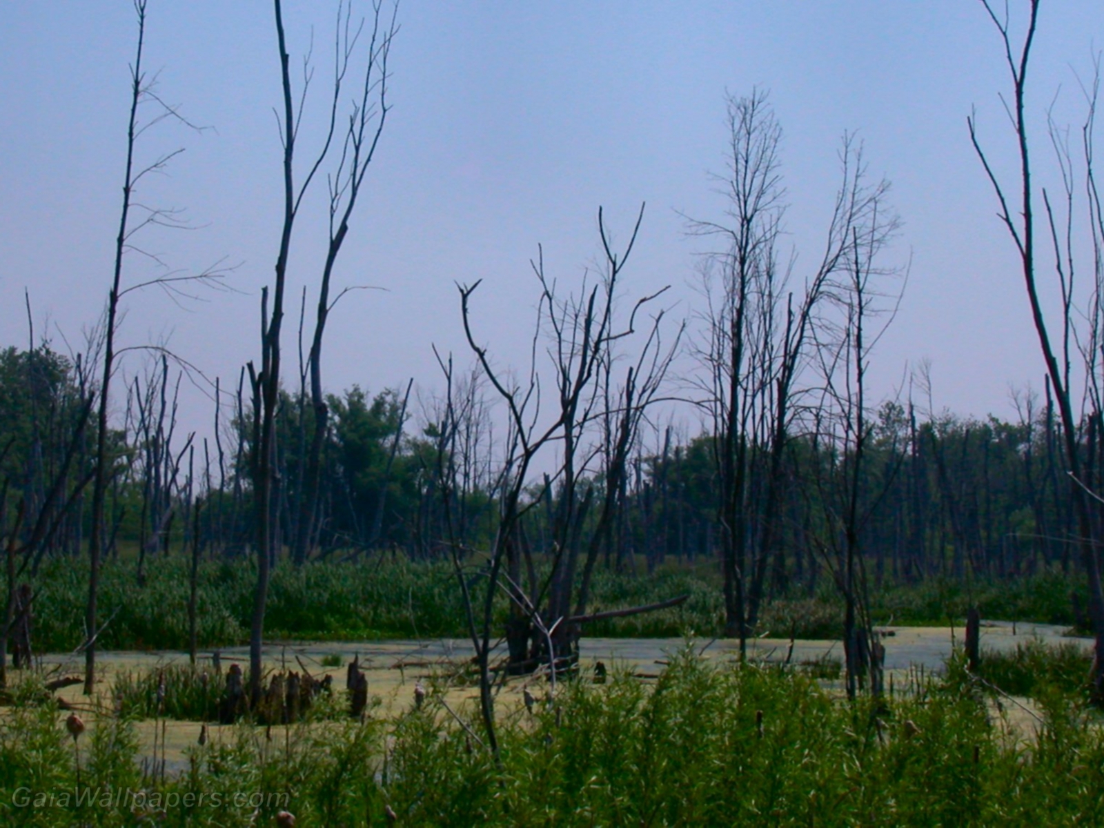 Dead trees in the swamp - Free desktop wallpapers