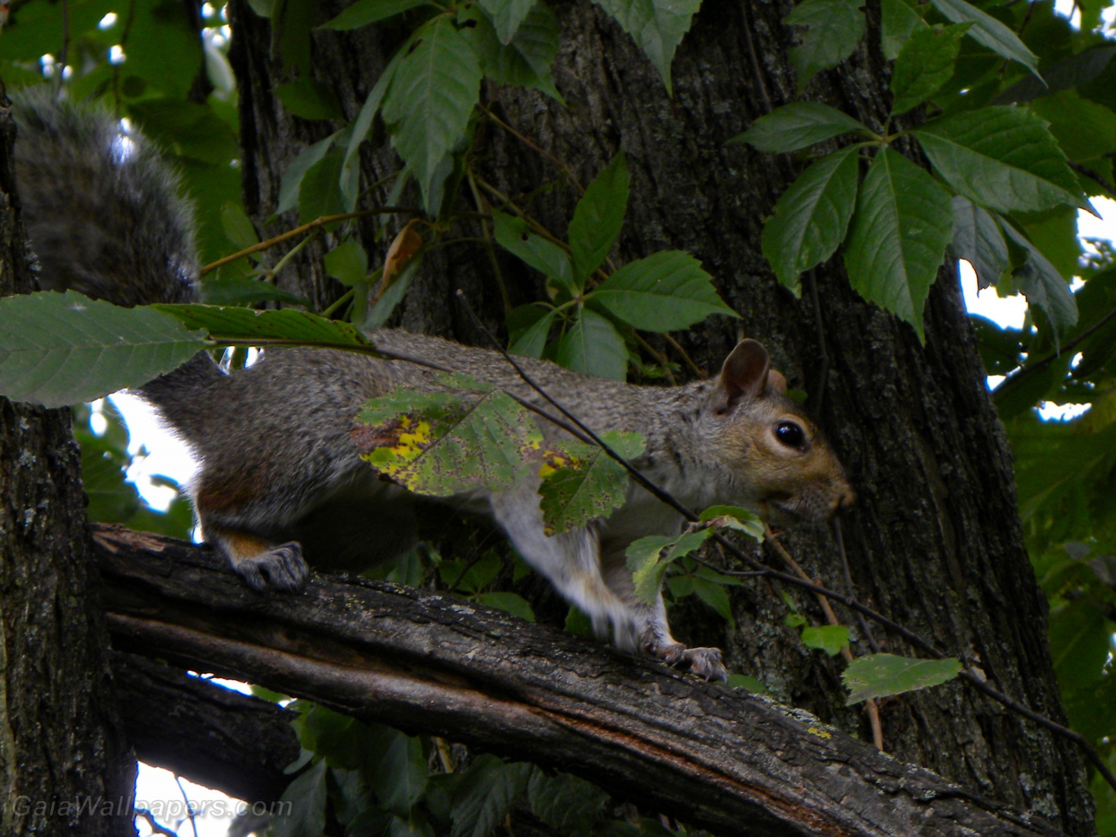 Squirrel on the watch in the tree - Free desktop wallpapers