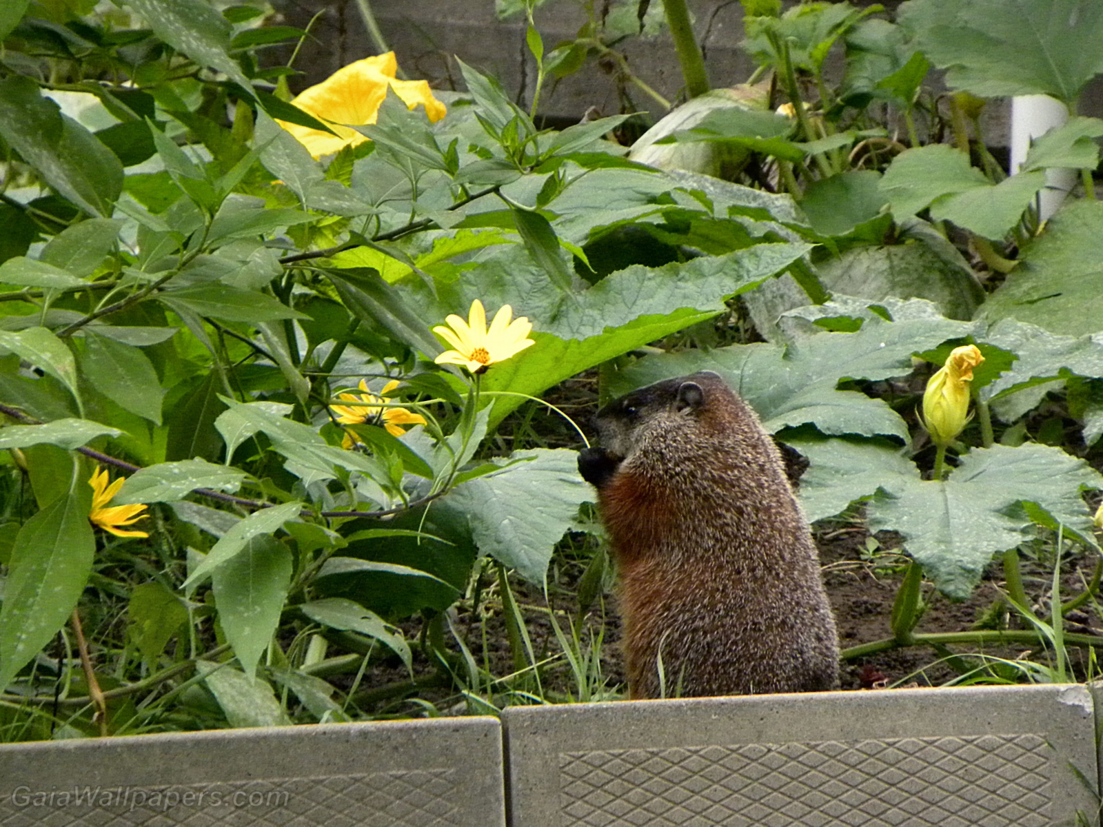Marmot eating in the garden - Free desktop wallpapers
