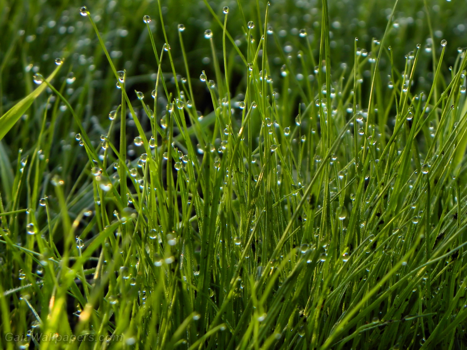 Morning dew in the grass - Free desktop wallpapers