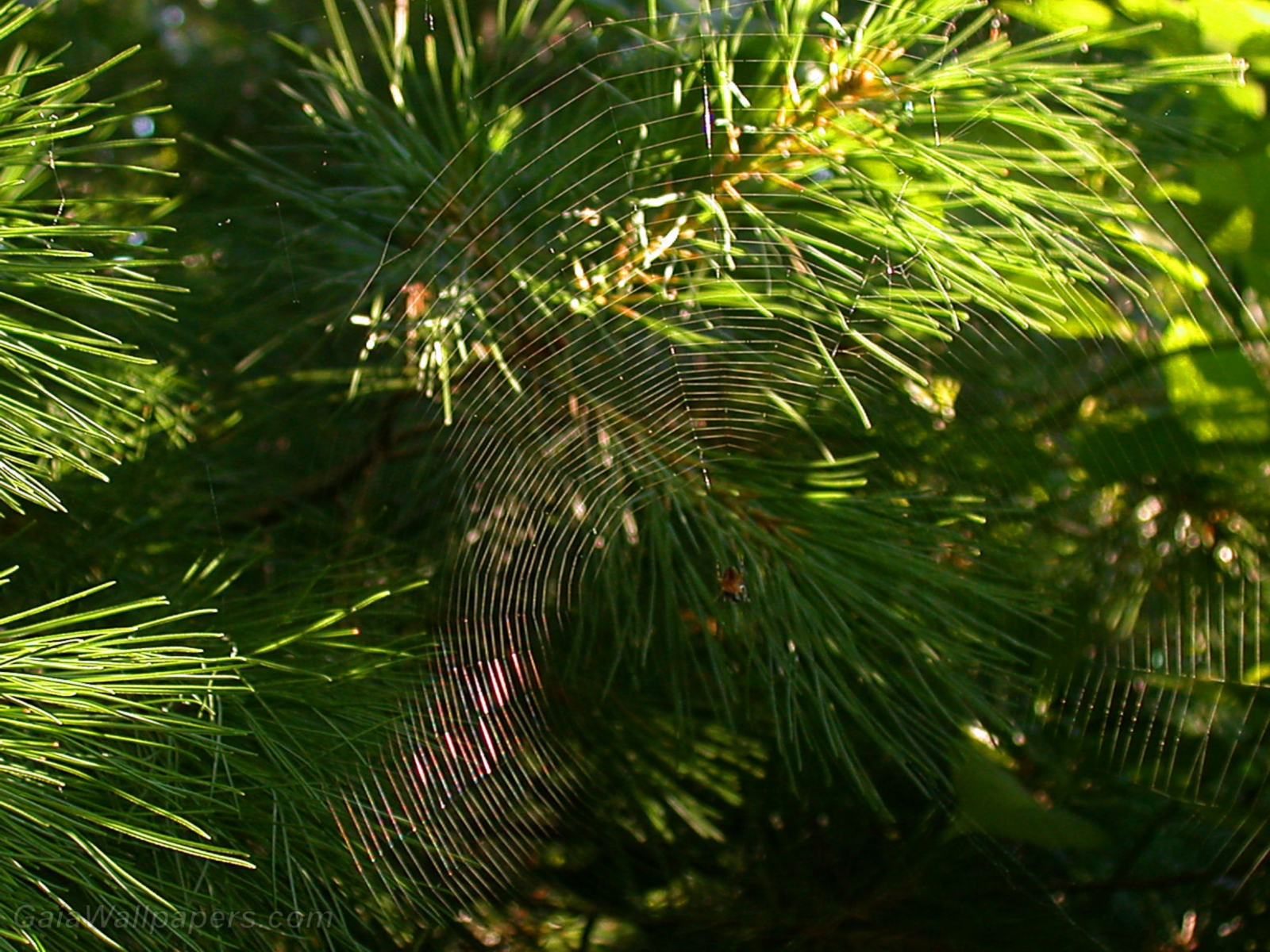 Toile d'araignée dans les pins - Fonds d'écran gratuits