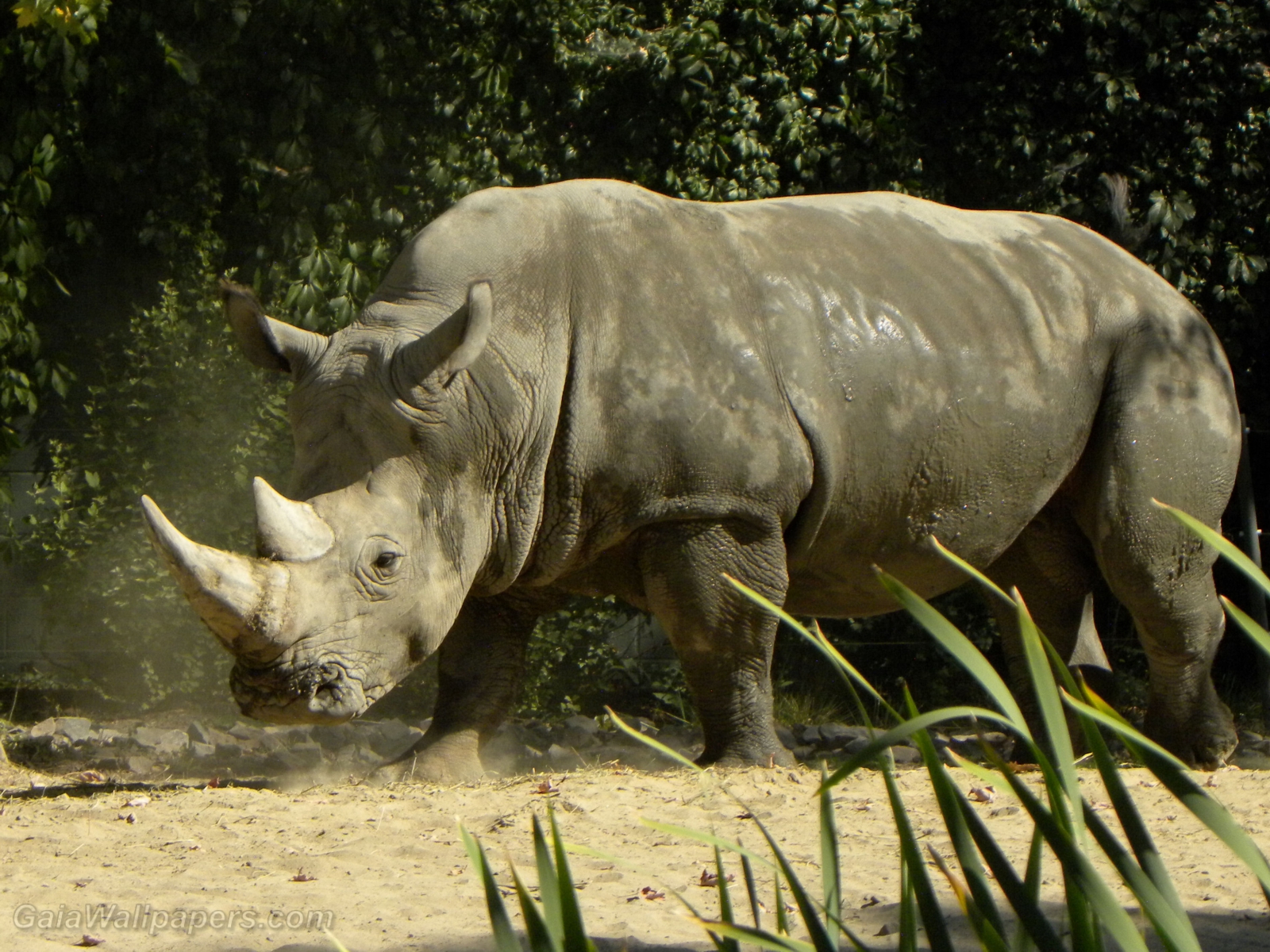 White rhinoceros - Free desktop wallpapers