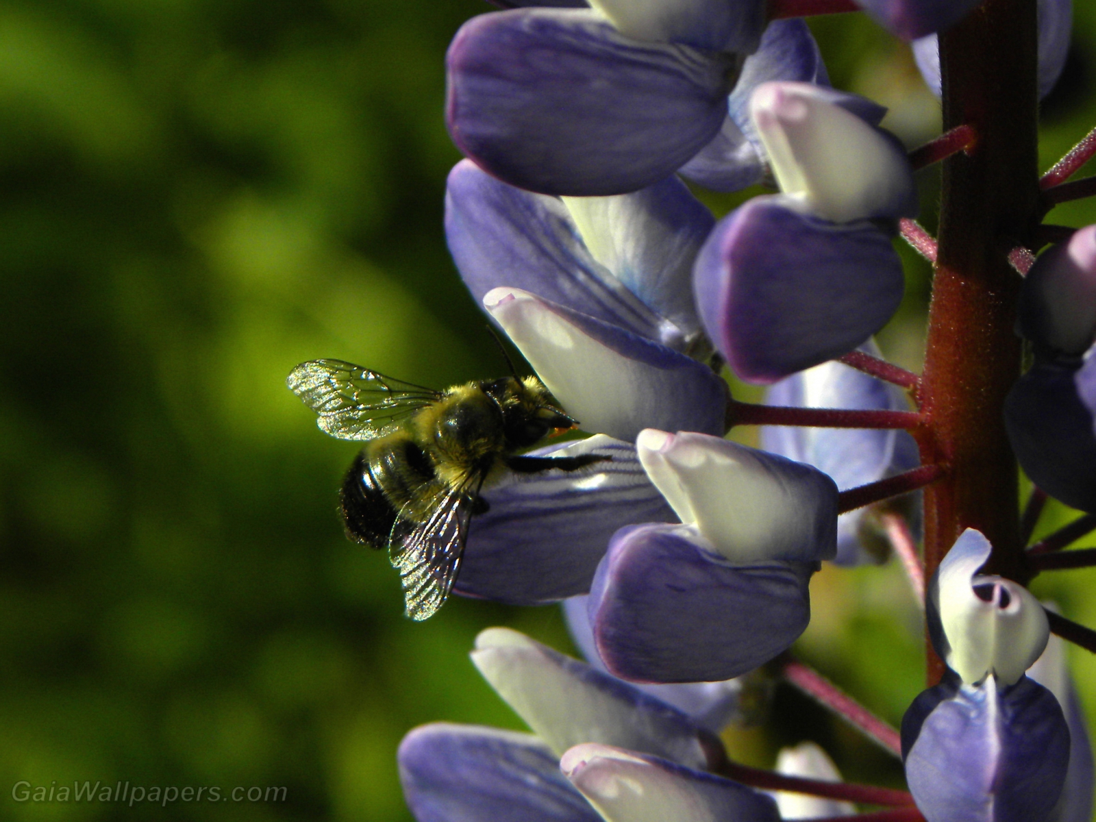 Bumblebee gathering pollen in a Lupin - Free desktop wallpapers