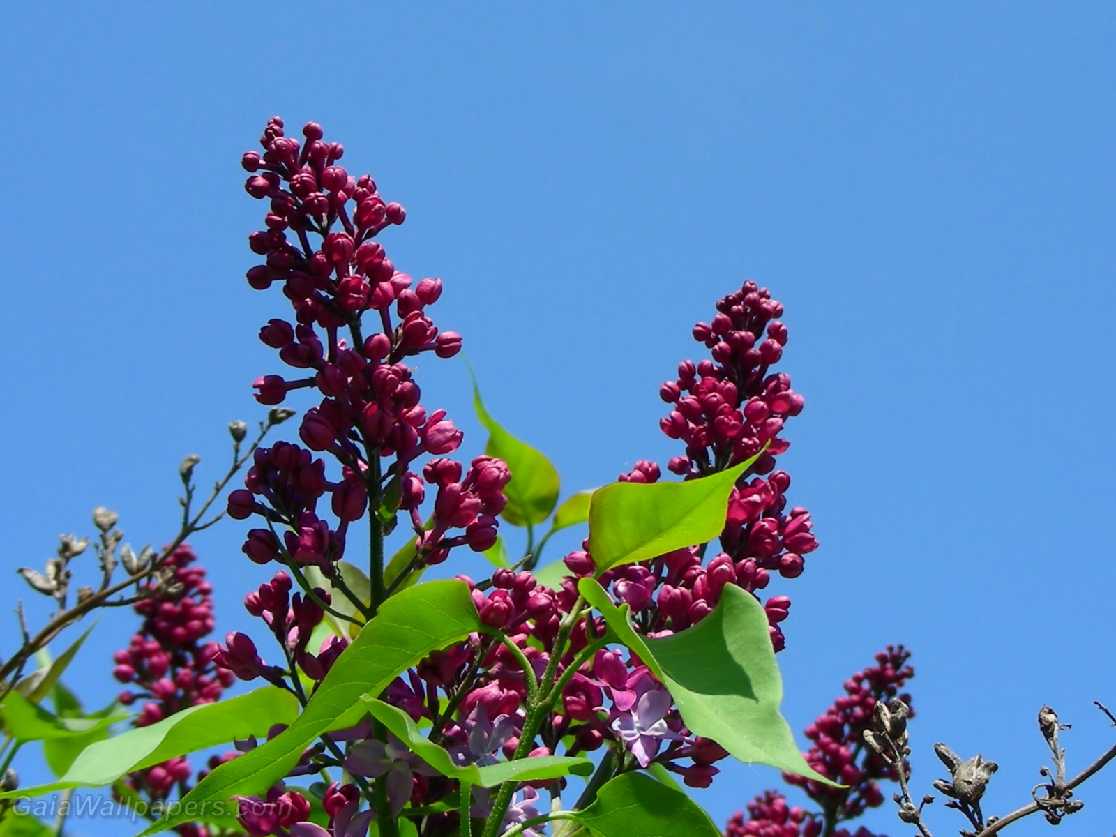 Lilacs in the blue sky - Free desktop wallpapers