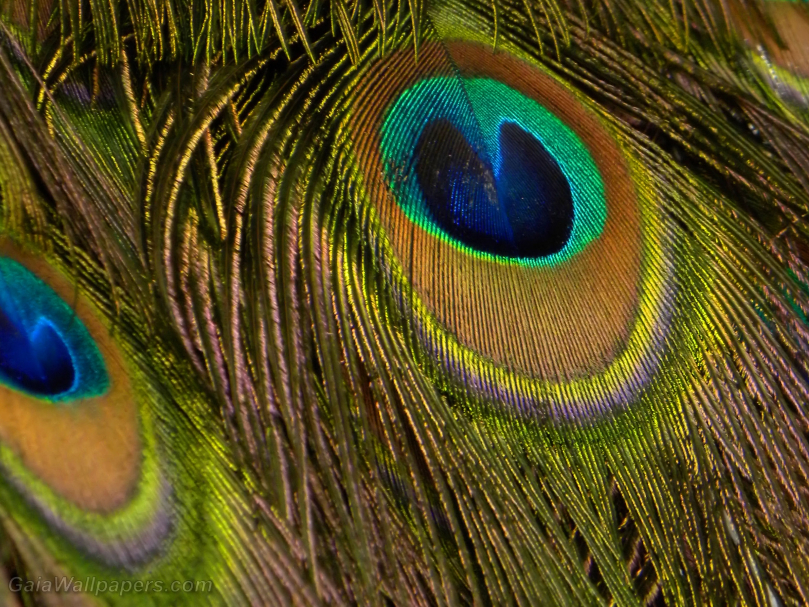 Peacock feathers - Free desktop wallpapers