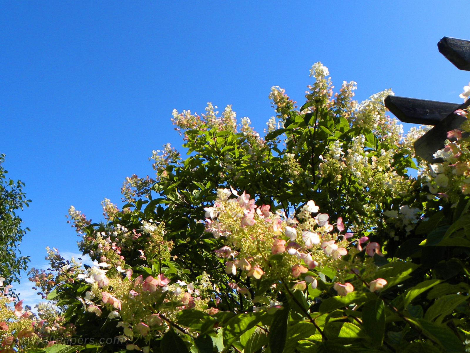 Blossoming tree cutting the blue sky - Free desktop wallpapers