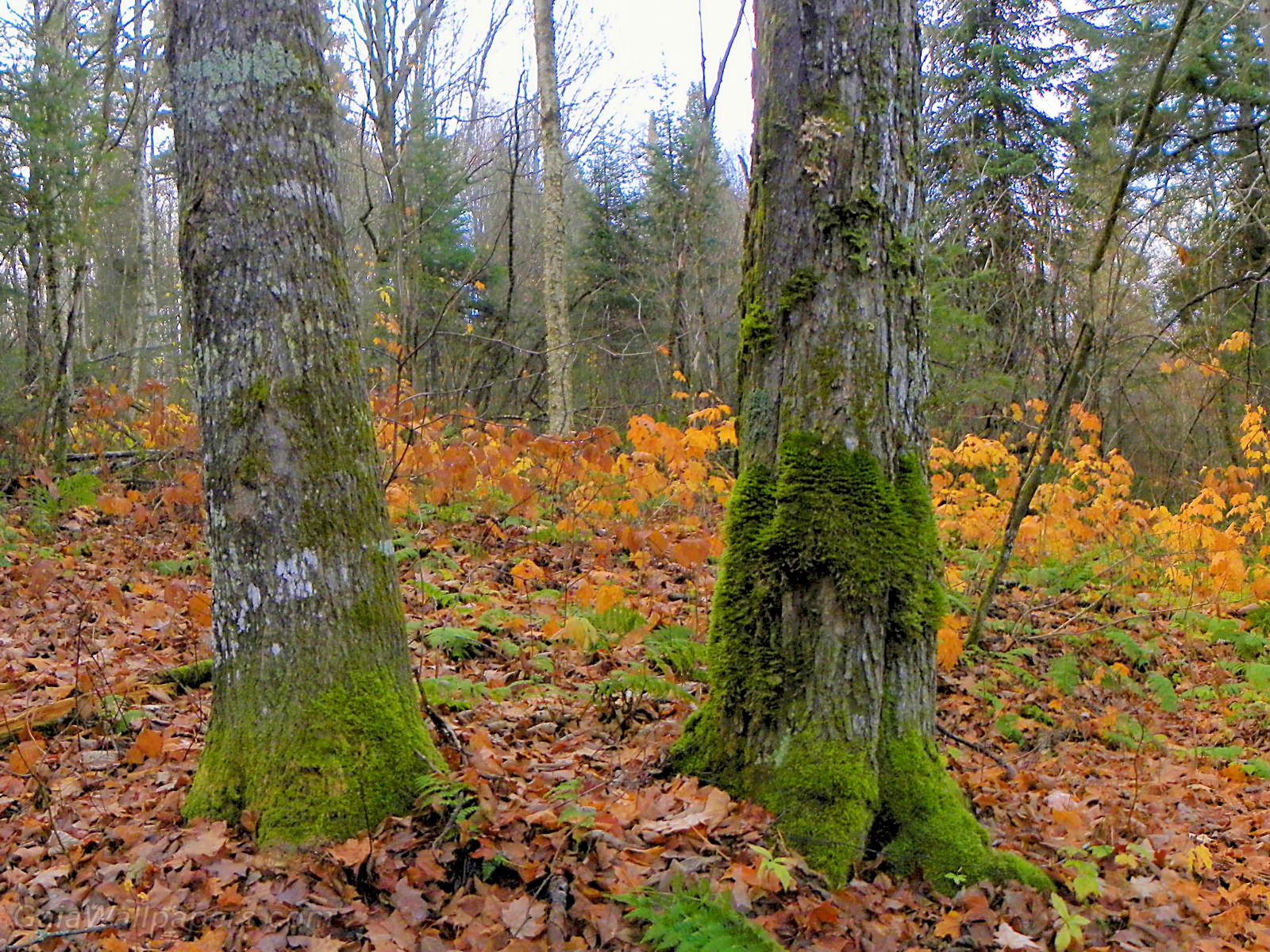 Deux vieux arbres dans la forêt - Fonds d'écran gratuits