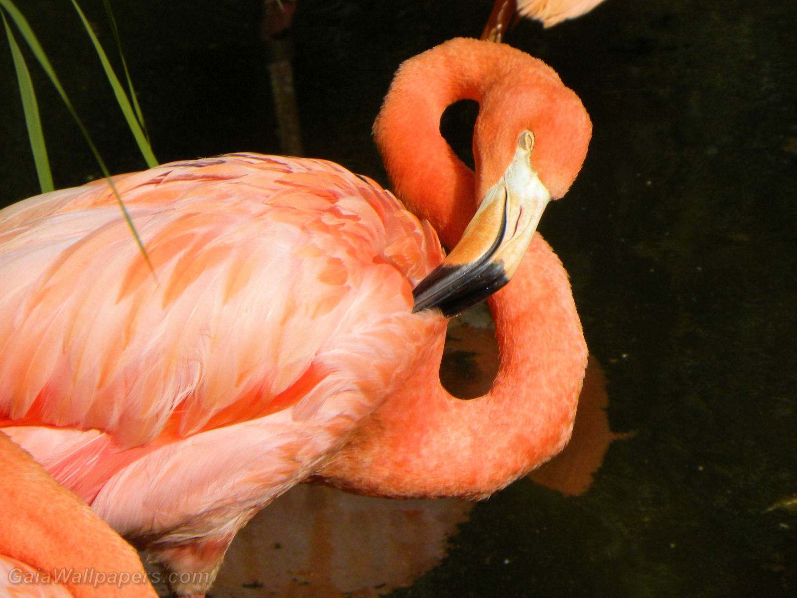 Greater Flamingo grooming - Free desktop wallpapers