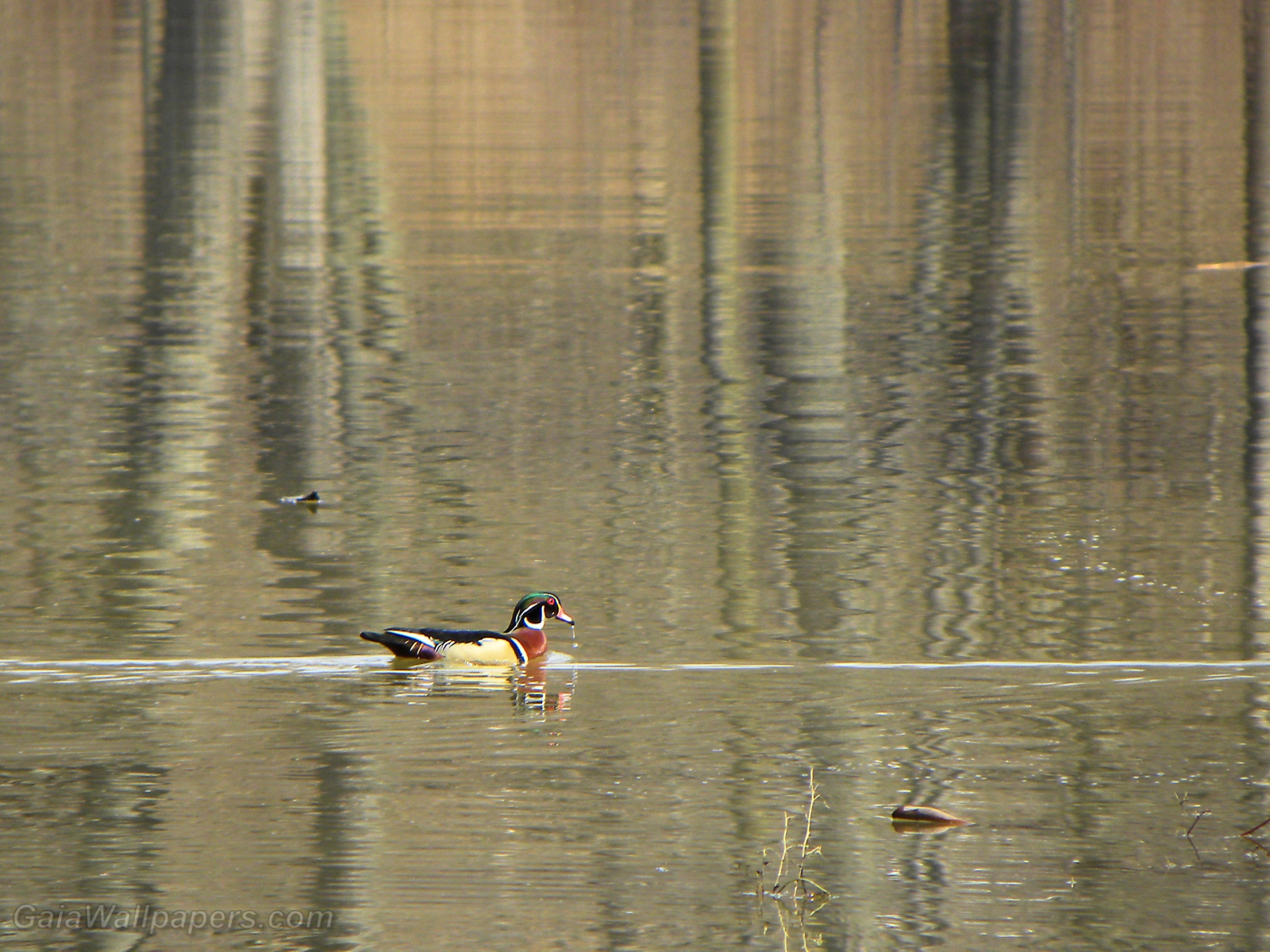 Wood Duck swimming on the reflection of the forest - Free desktop wallpapers