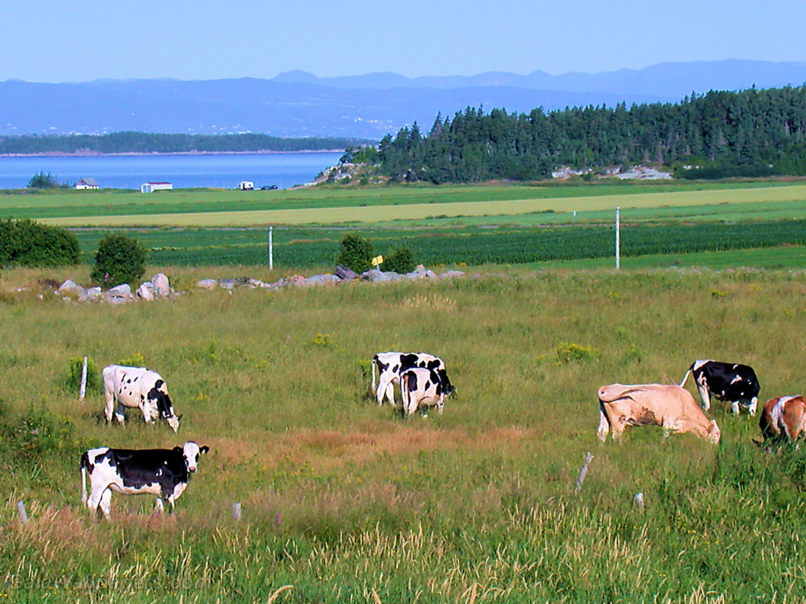 Vaches près du fleuve St-Laurent dans Kamouraska - Fonds d'écran gratuits