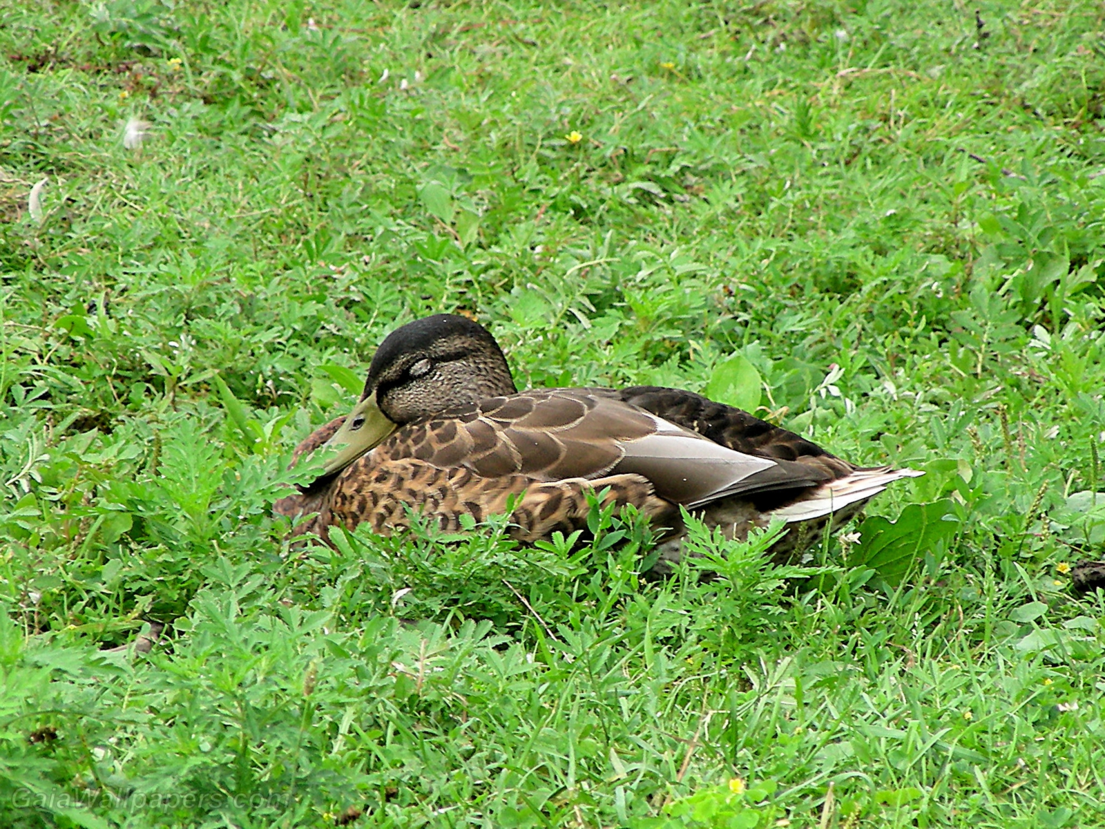 Canard dormant dans l'herbe - Fonds d'écran gratuits
