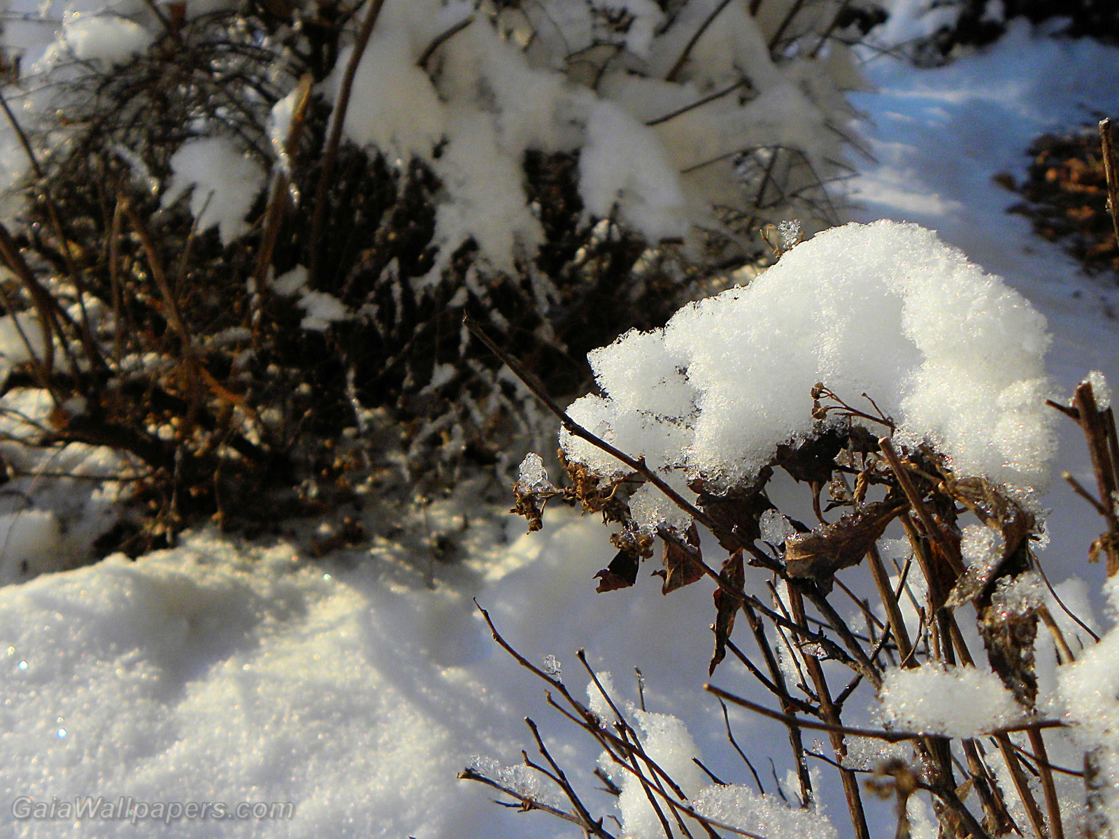 Shrubs covered with the first snow - Free desktop wallpapers