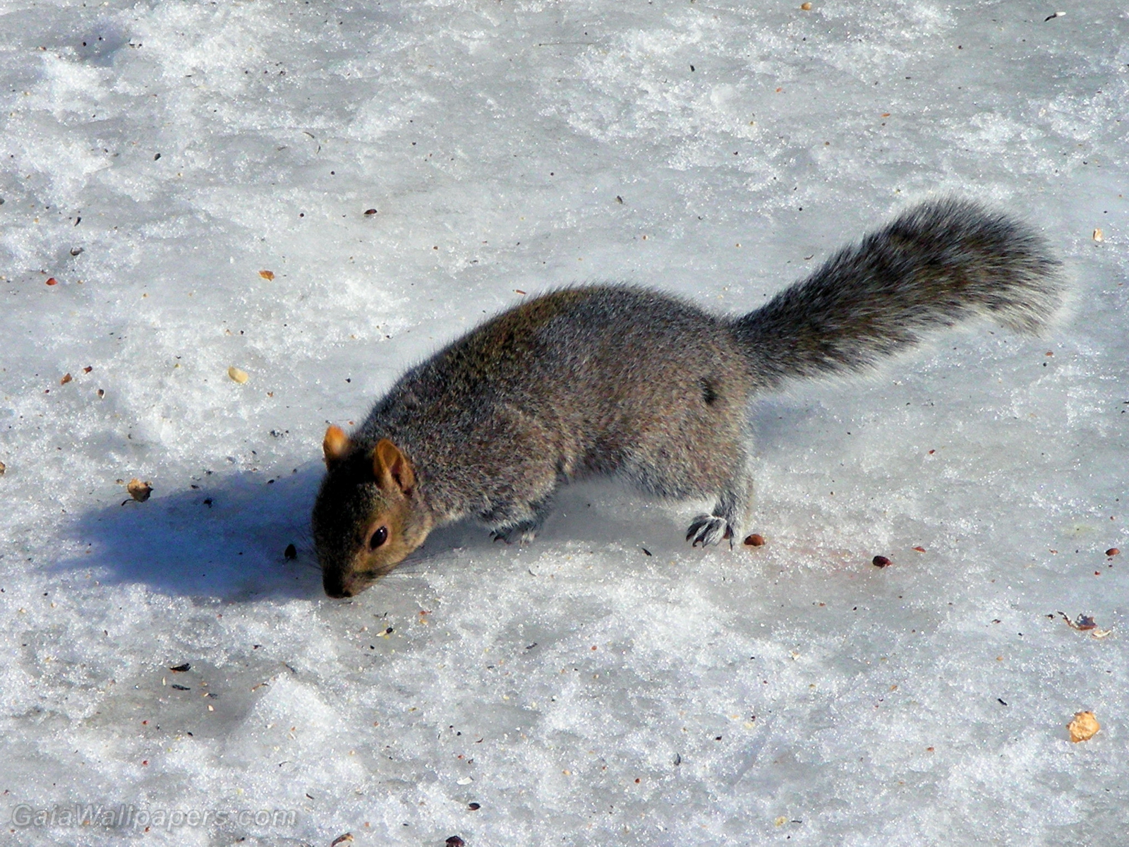 Squirrel looking for food on the snow - Free desktop wallpapers