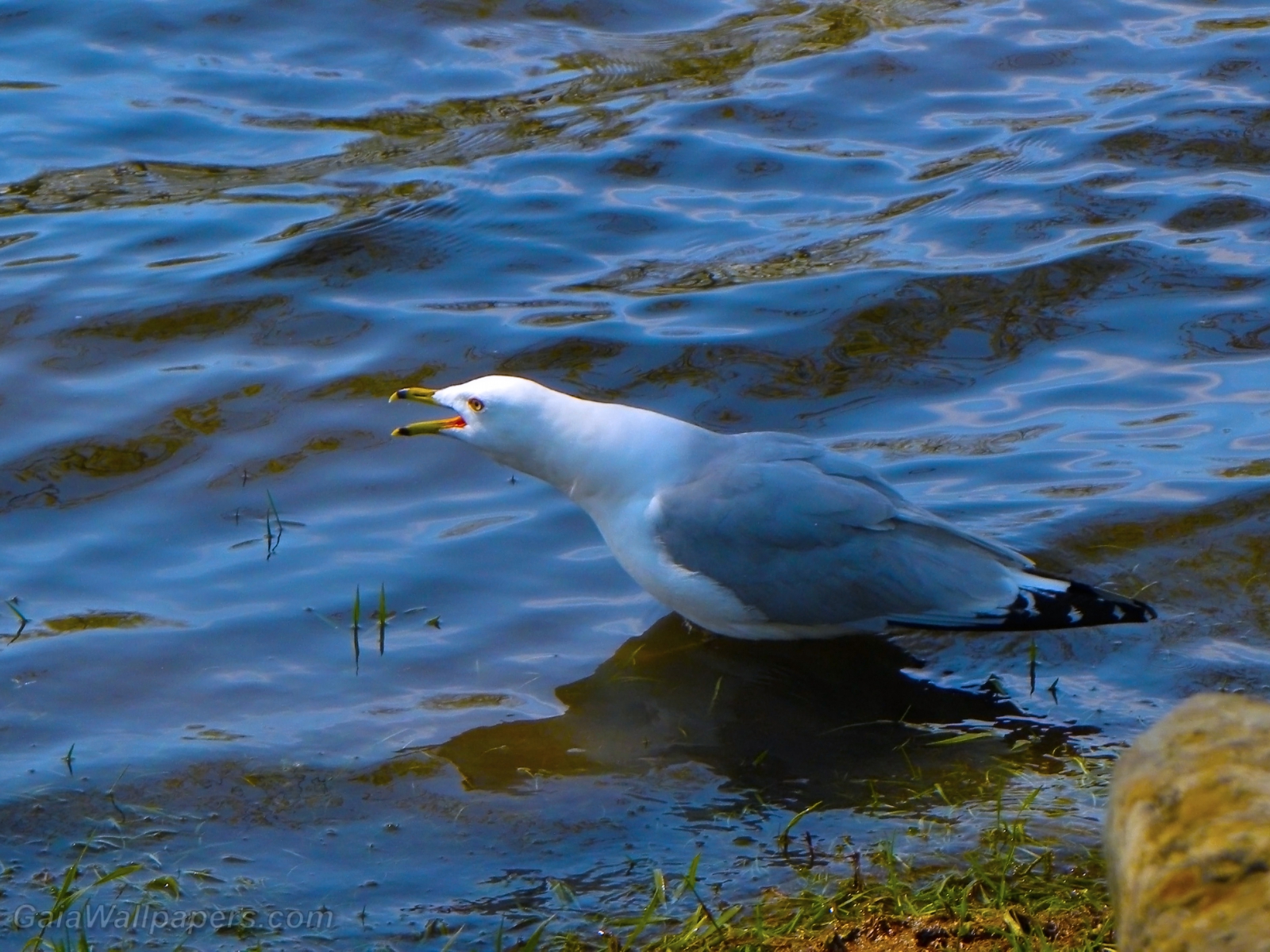 Angry Ring-billed Gull - Free desktop wallpapers