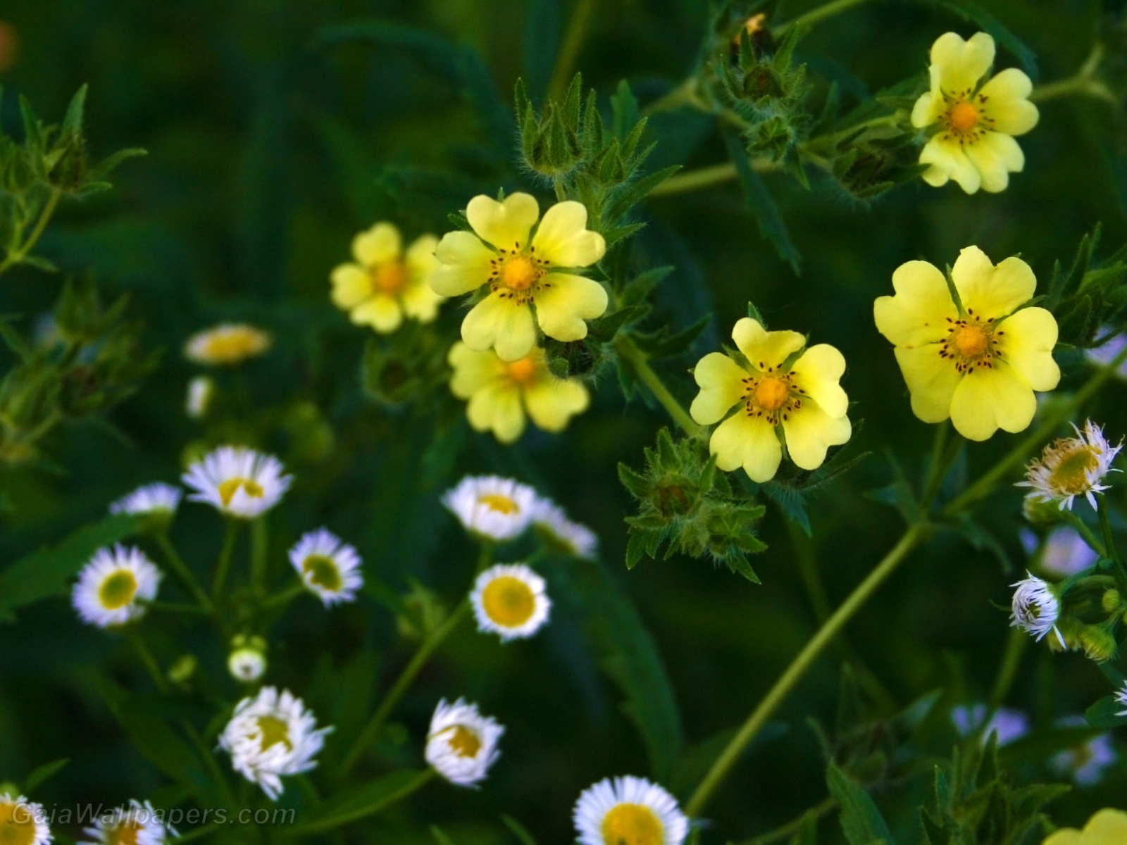 Belles fleurs jaunes bourgeonnantes - Fonds d'écran gratuits