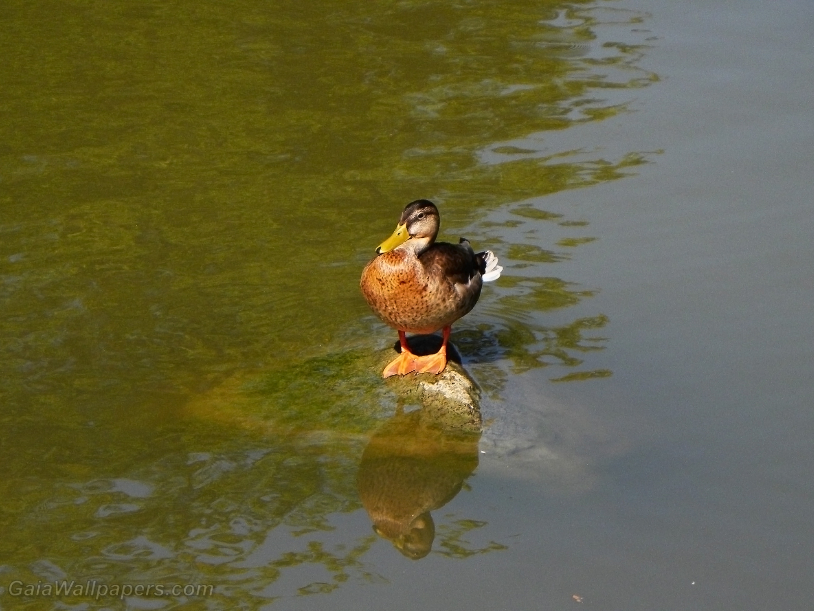 Duck standing on a rock in the river - Free desktop wallpapers