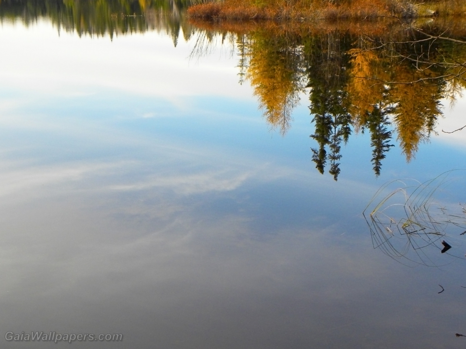 Réflexion d'une forêt d'automne sur un lac calme - Fonds d'écran gratuits