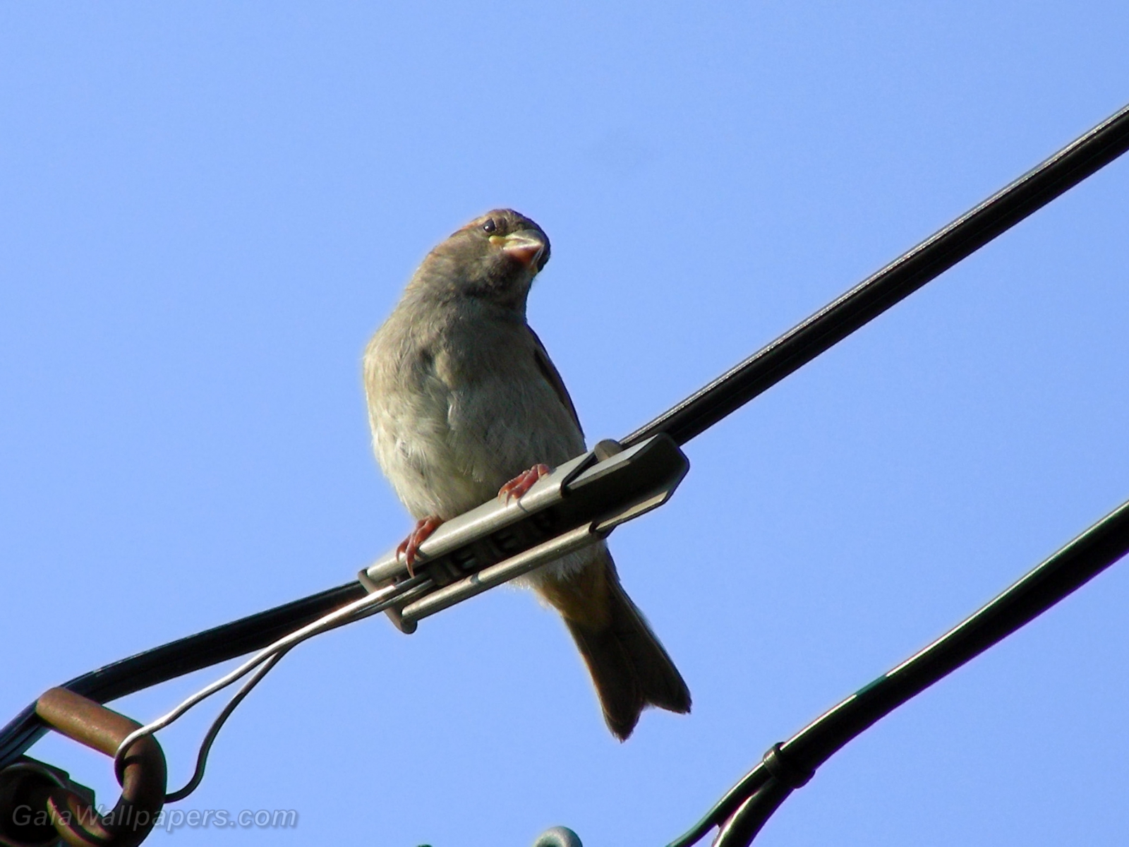 House Sparrow watching on a wire - Free desktop wallpapers