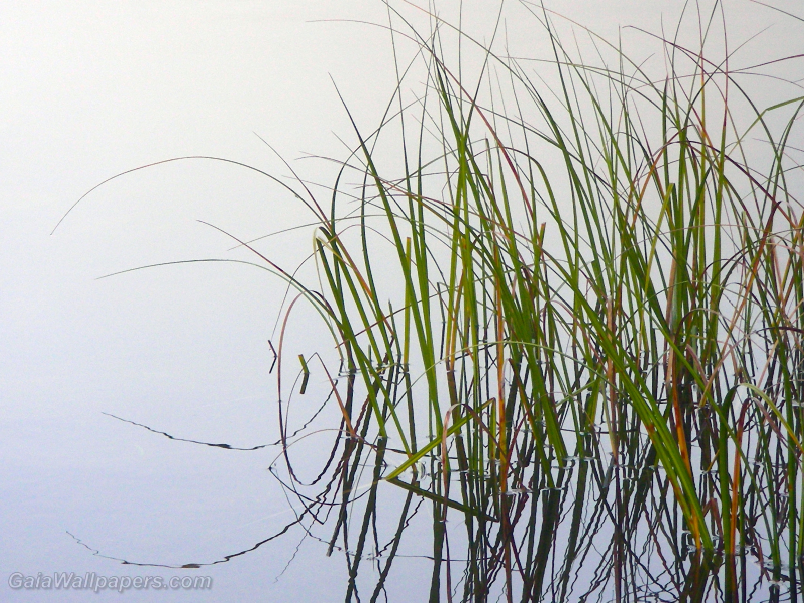 Aquatic plant reflection in the fog - Free desktop wallpapers