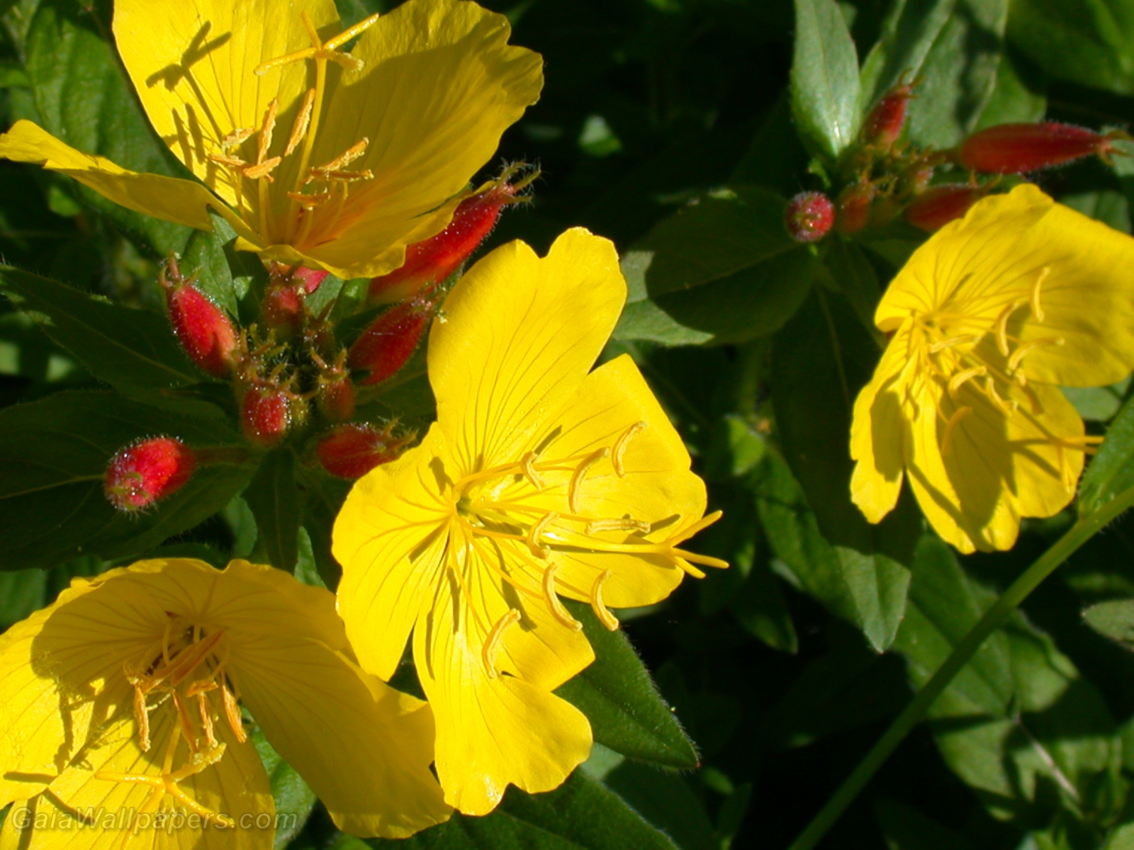 Belles fleurs jaunes appréciant le soleil matinal - Fonds d'écran gratuits