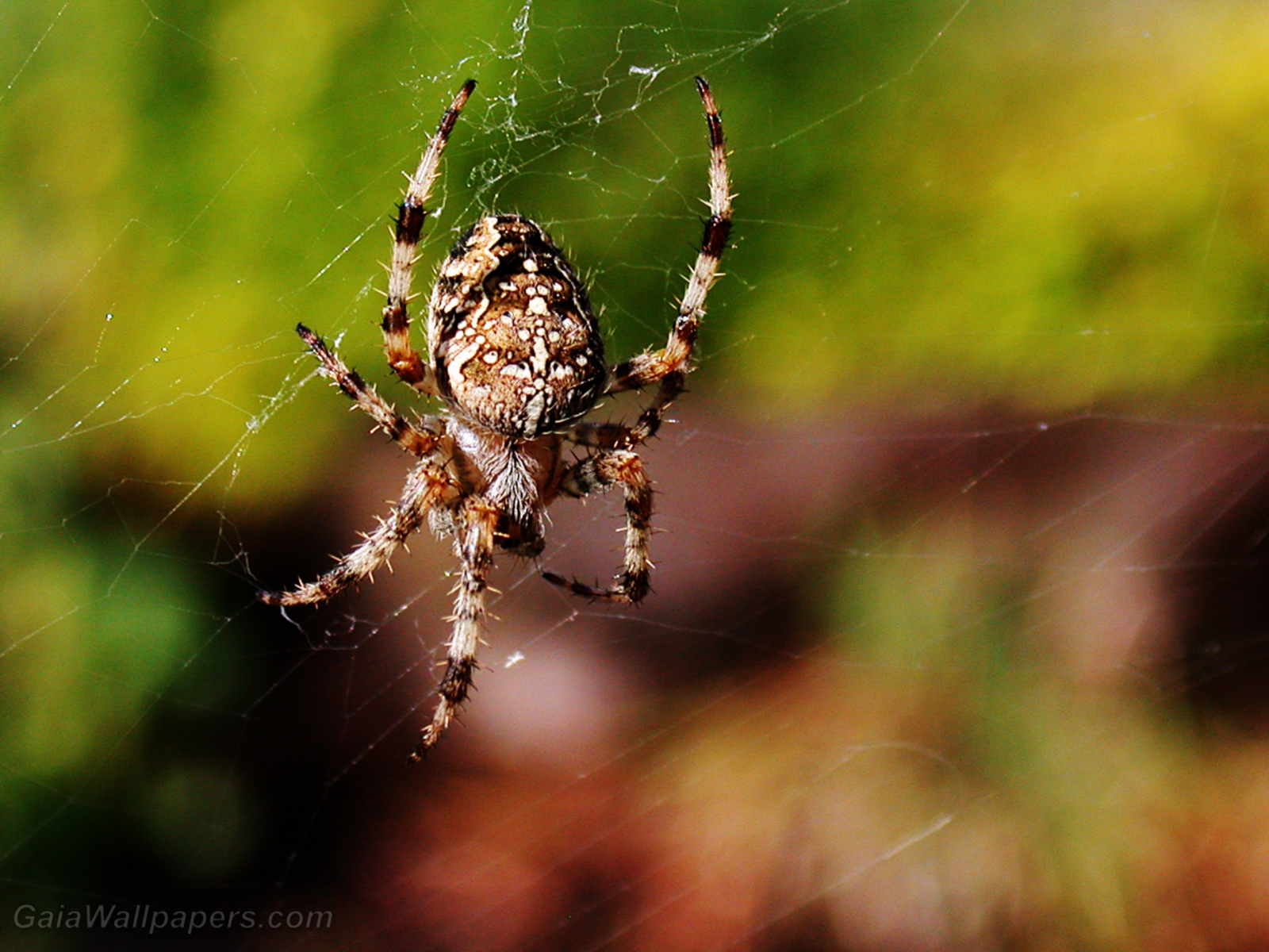 Spider hanging waiting for a prey - Free desktop wallpapers