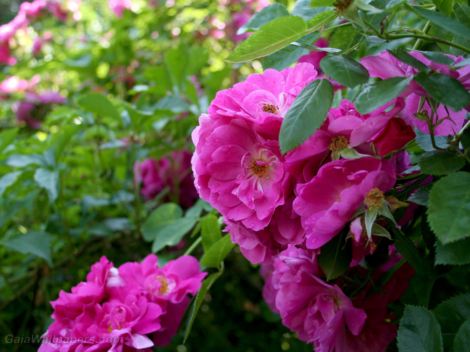Belles roses au matin - Fonds d'écran gratuits