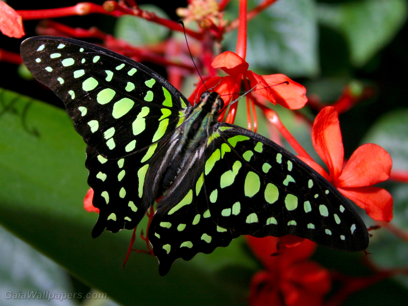 Beau papillon aux couleurs d'émeraude - Fonds d'écran gratuits
