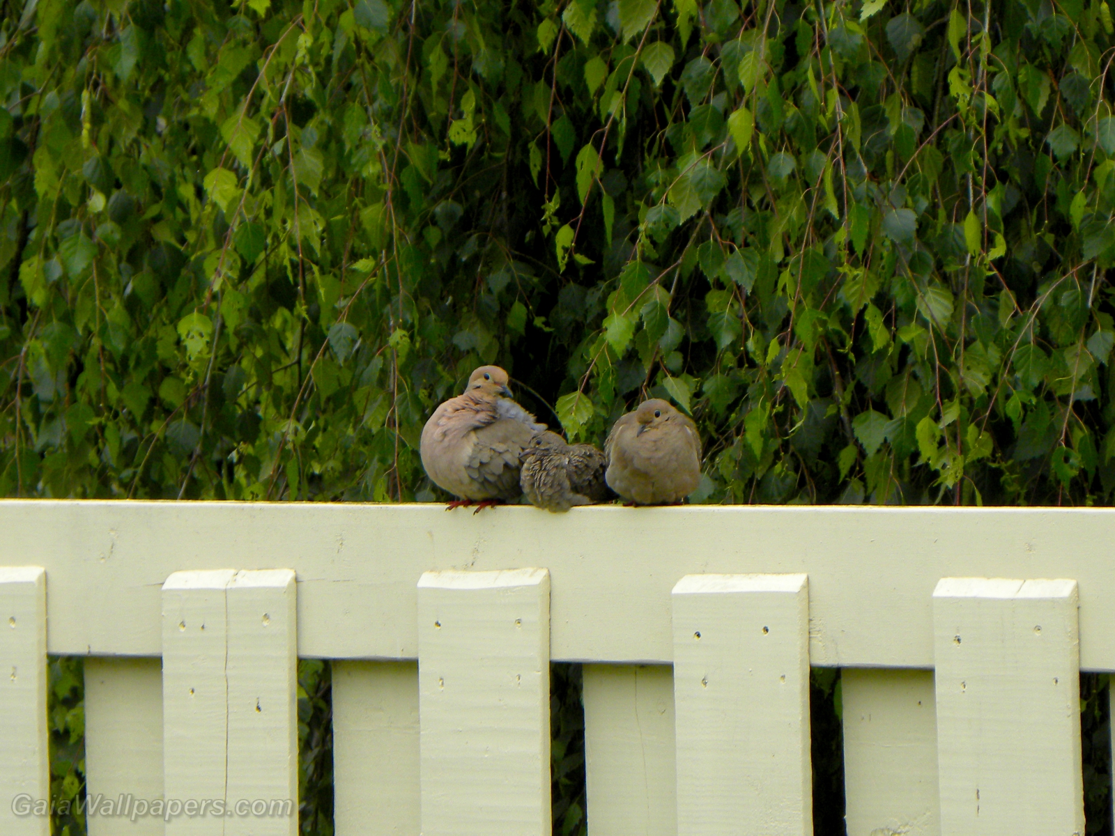 Mourning Dove family - Free desktop wallpapers