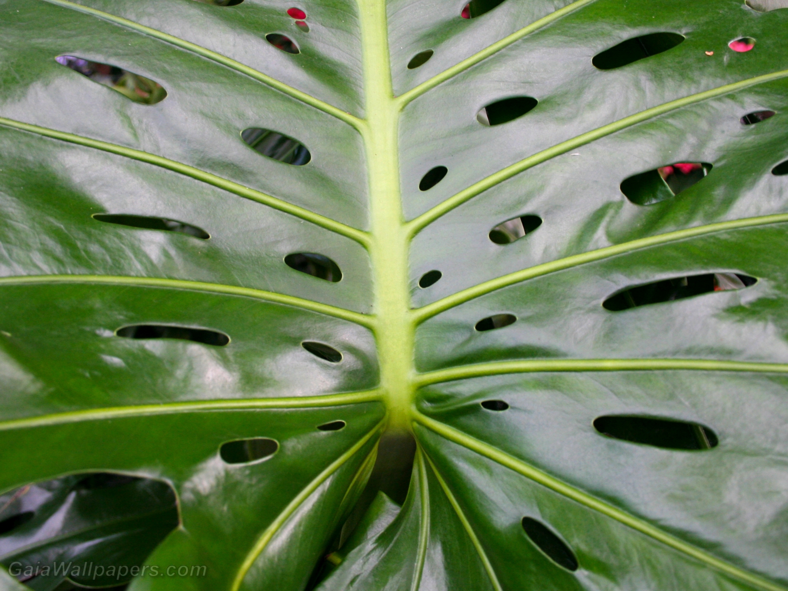 Plant leaf with holes - Free desktop wallpapers