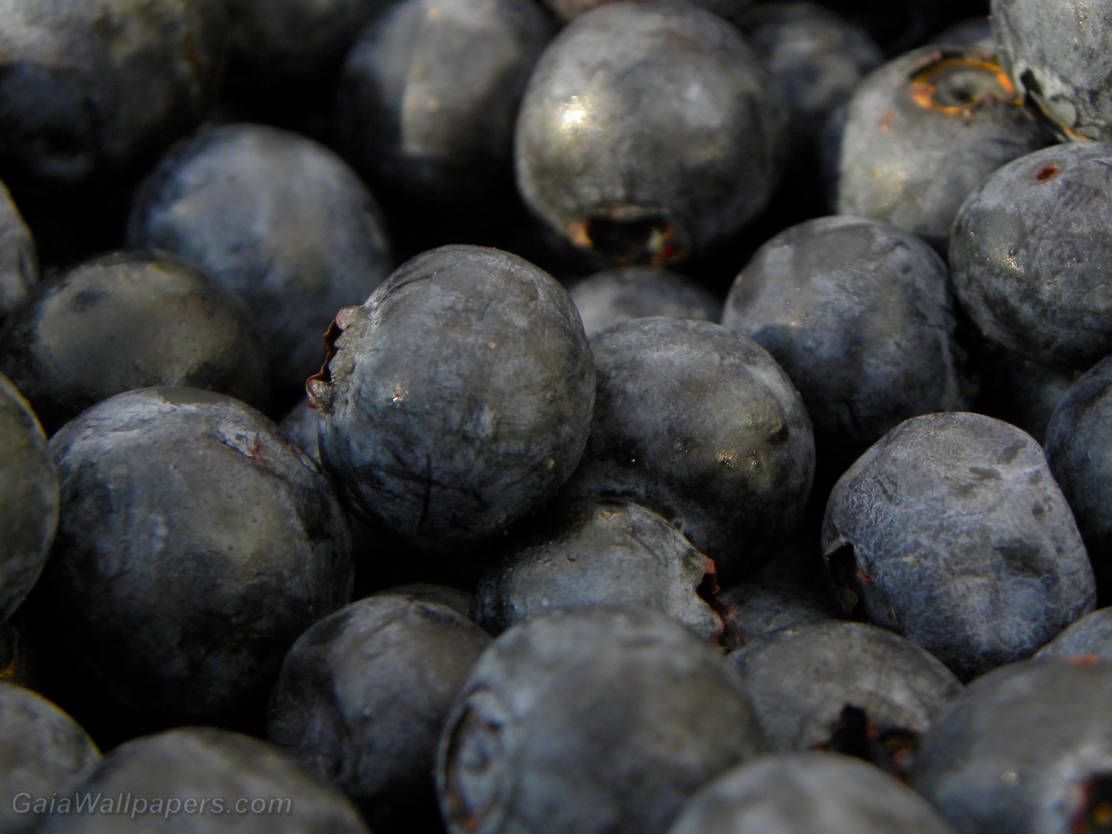 World of blueberries - Free desktop wallpapers