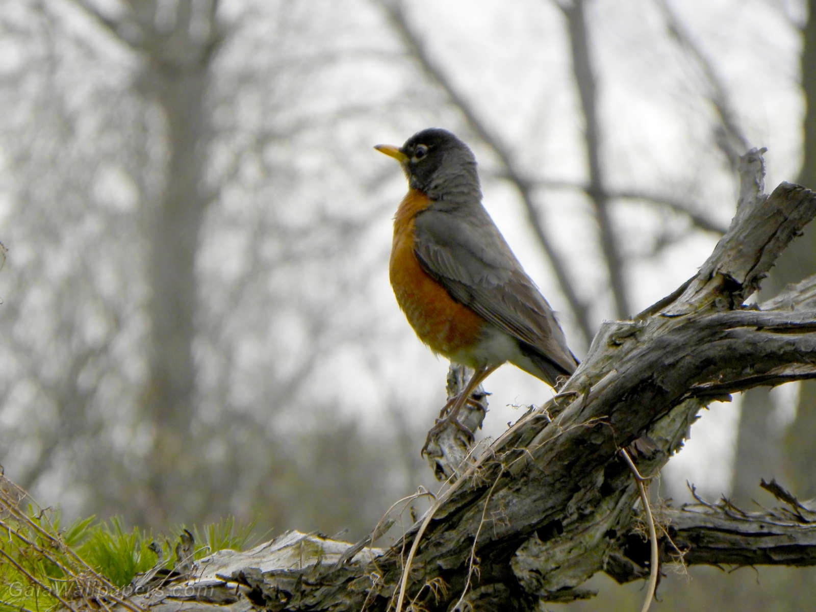 American Robin on his arrival at spring - Free desktop wallpapers