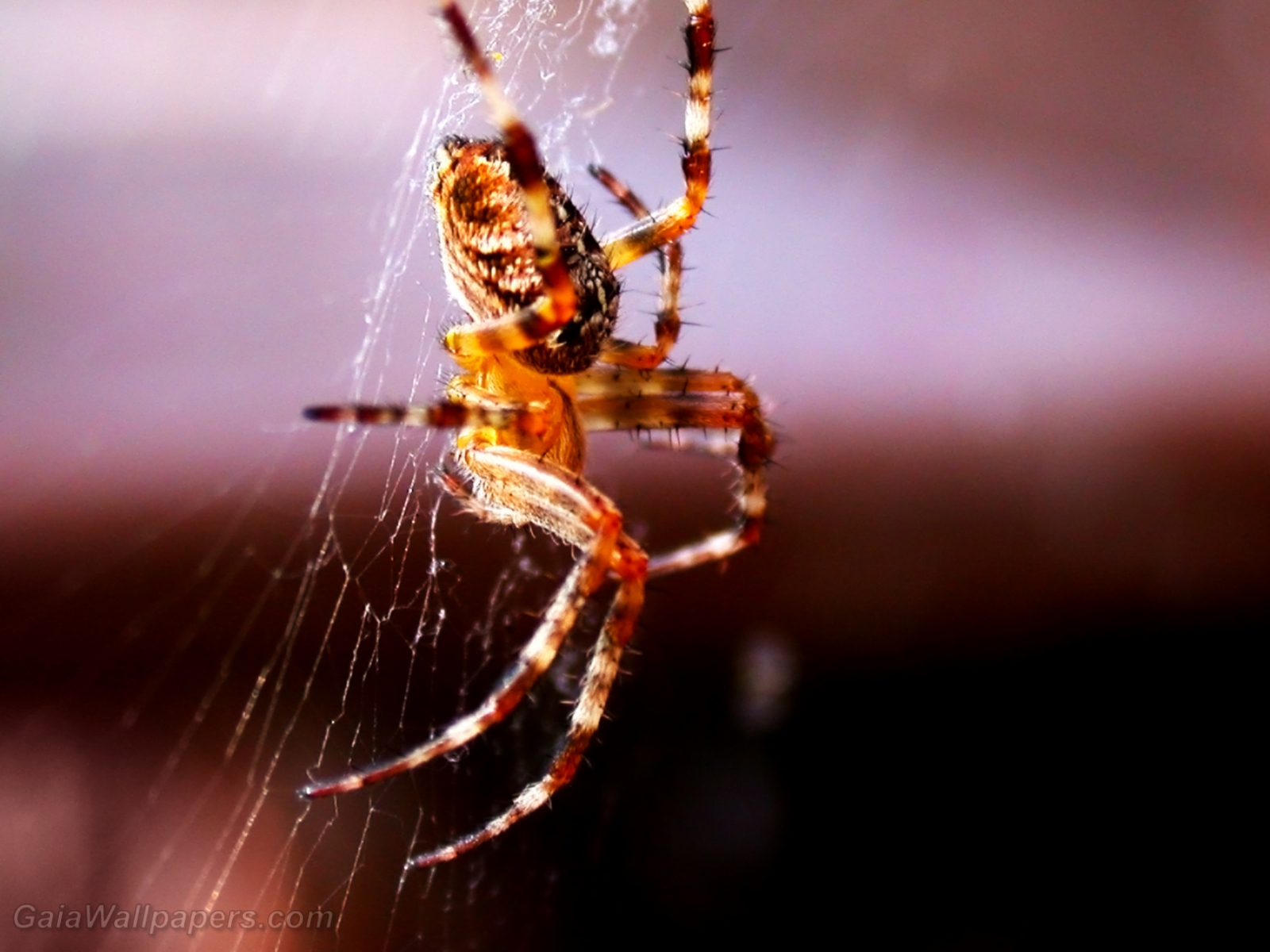 Scary spider going down - Free desktop wallpapers