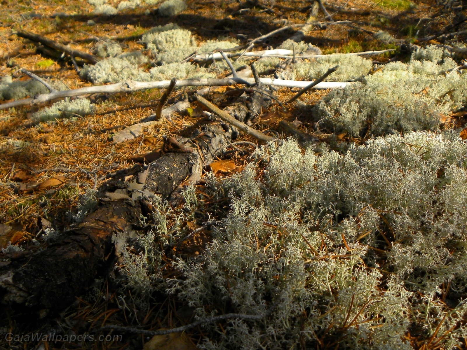 Vieux sol couvert de lichens - Fonds d'écran gratuits
