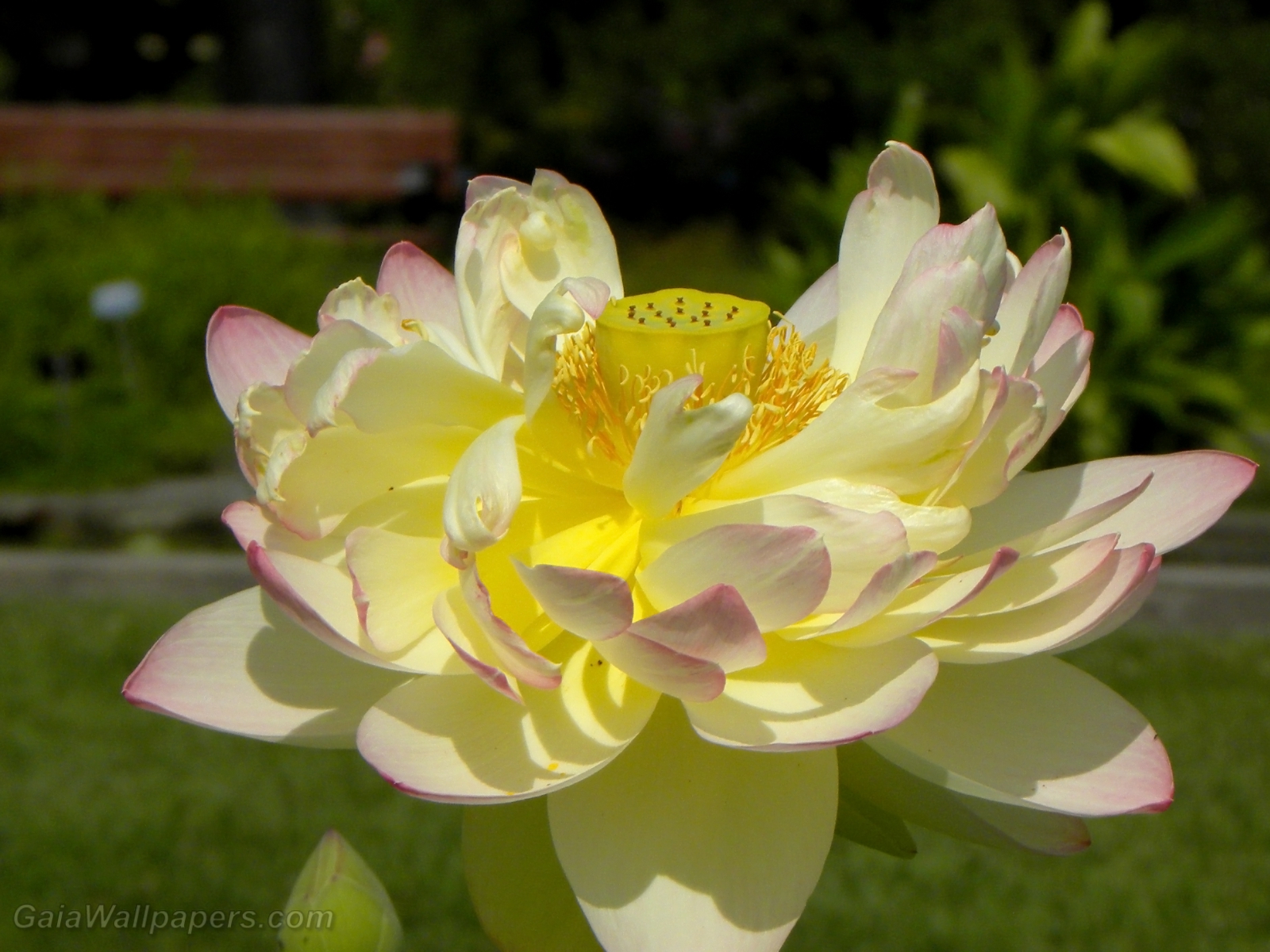Lotus flower in all its beauty - Free desktop wallpapers