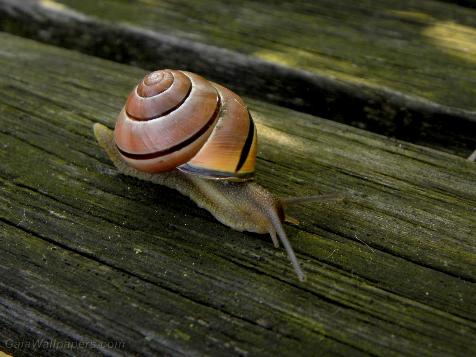 Snail crawling on a bench - Free desktop wallpapers