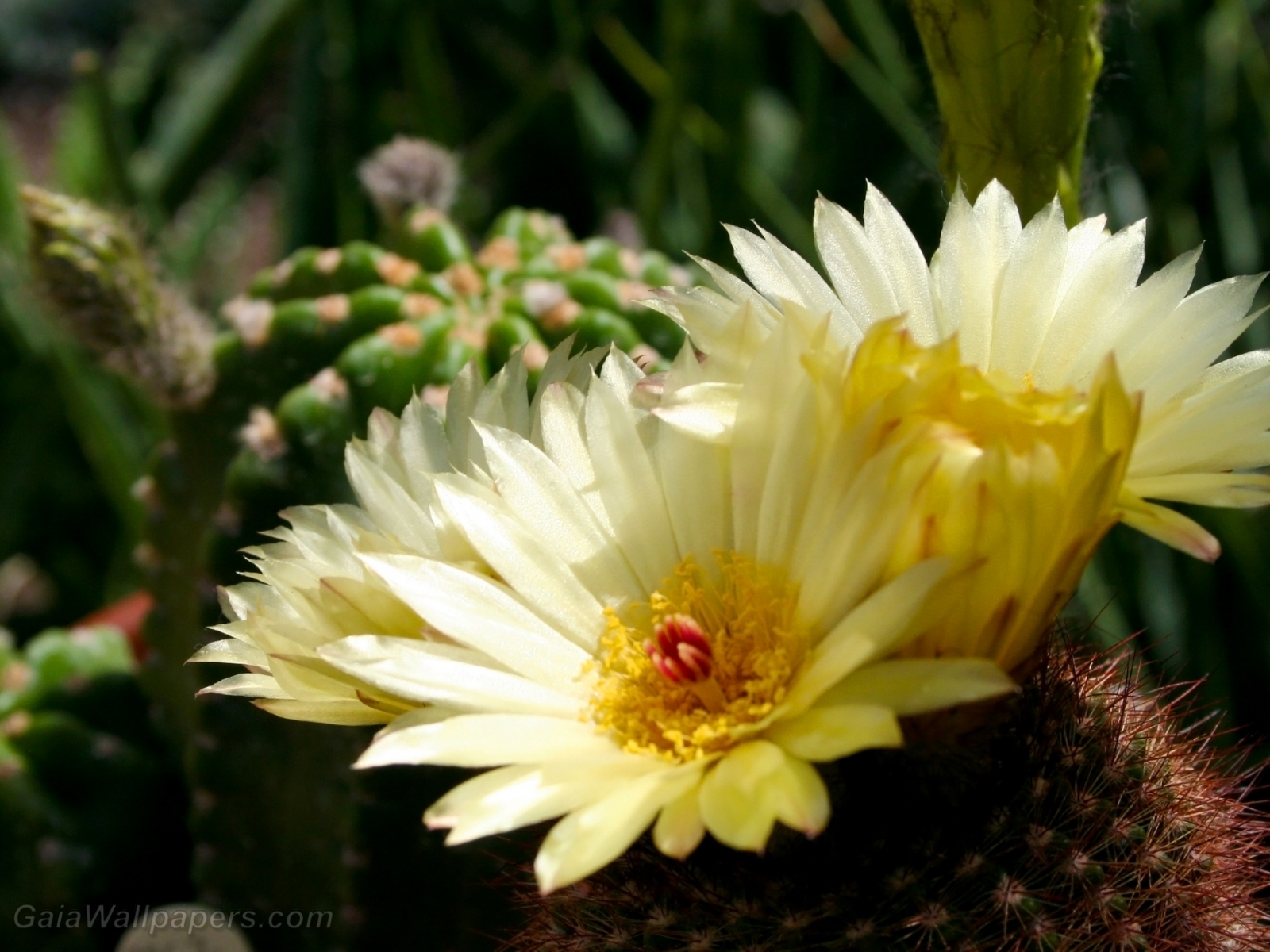 Fleurs de cactus ensoleillées - Fonds d'écran gratuits