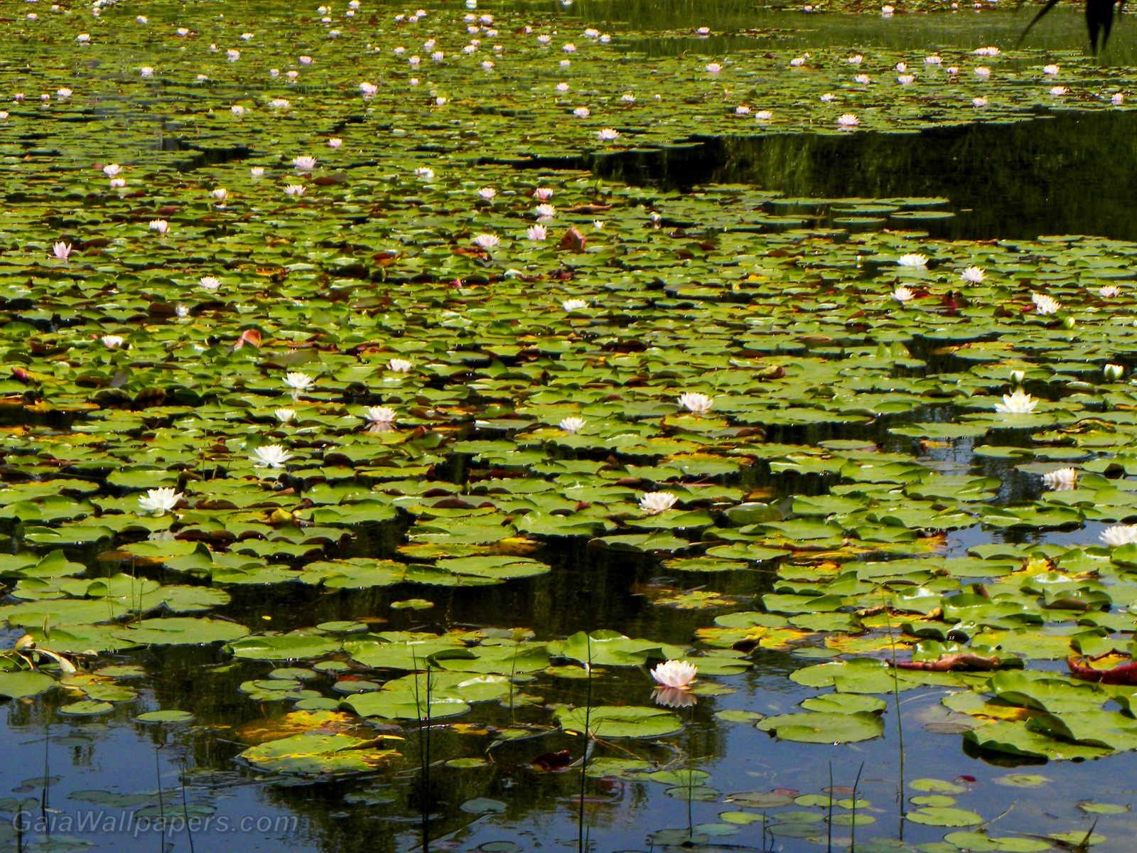 Pond full of water lilies - Free desktop wallpapers